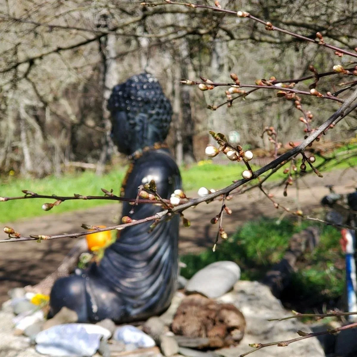 Daylong Mindfulness + Movement Retreat