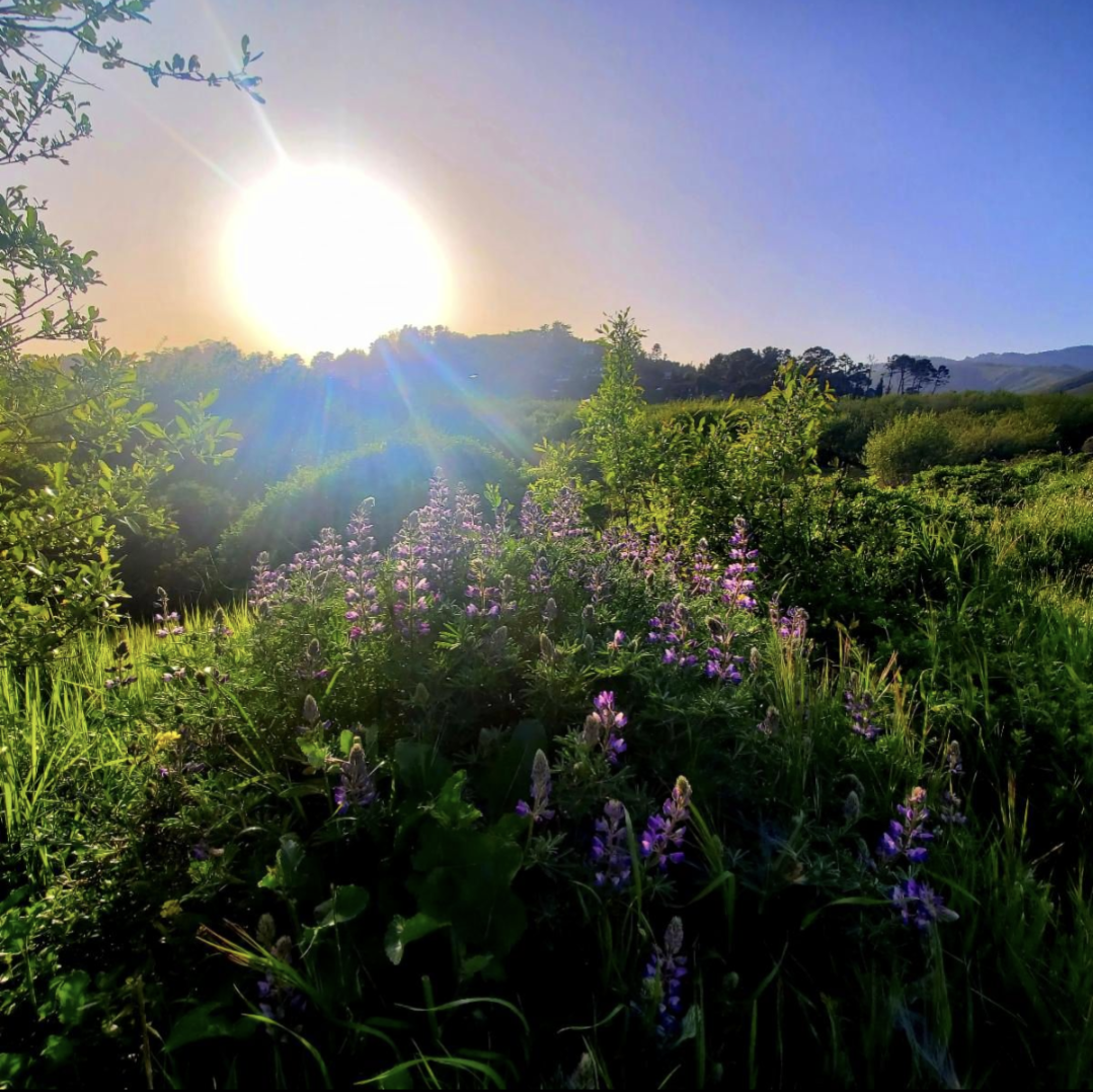 Daylong Mindfulness + Movement Retreat