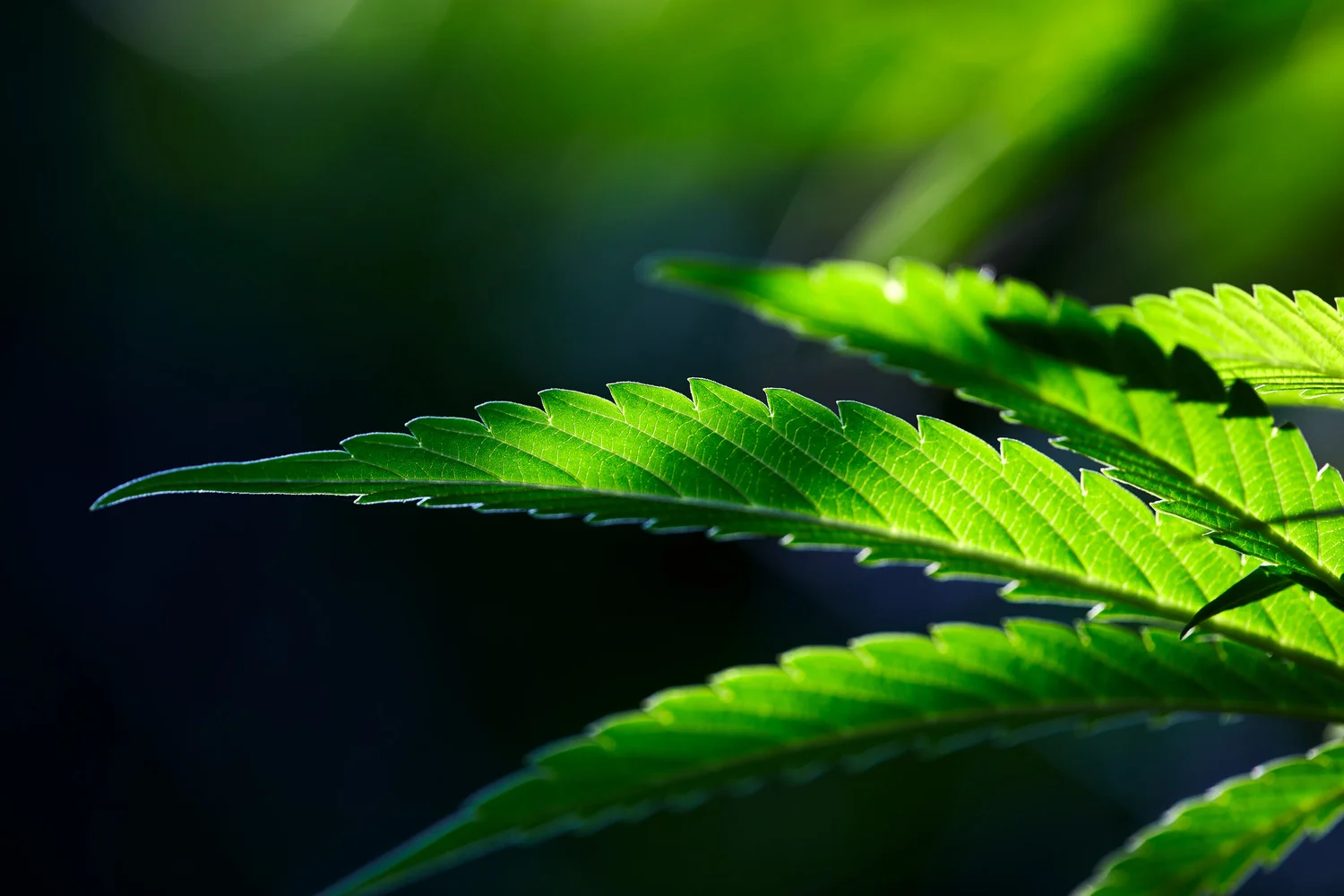 About — Steel City Meds