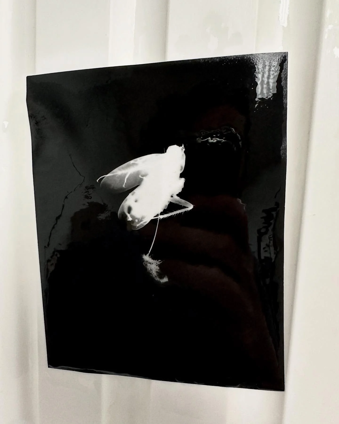 I have a nasty habit of making photograms of cockroaches when found in the darkroom. This one is unfortunately Henry. 

#cochroach