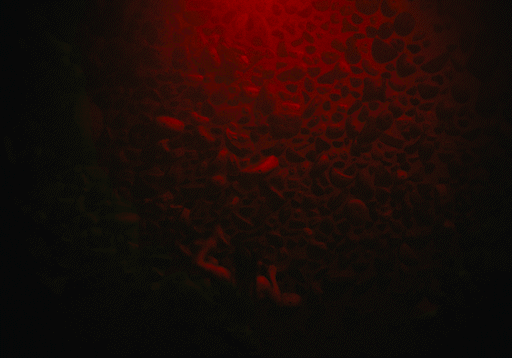 METTLE 10.gif