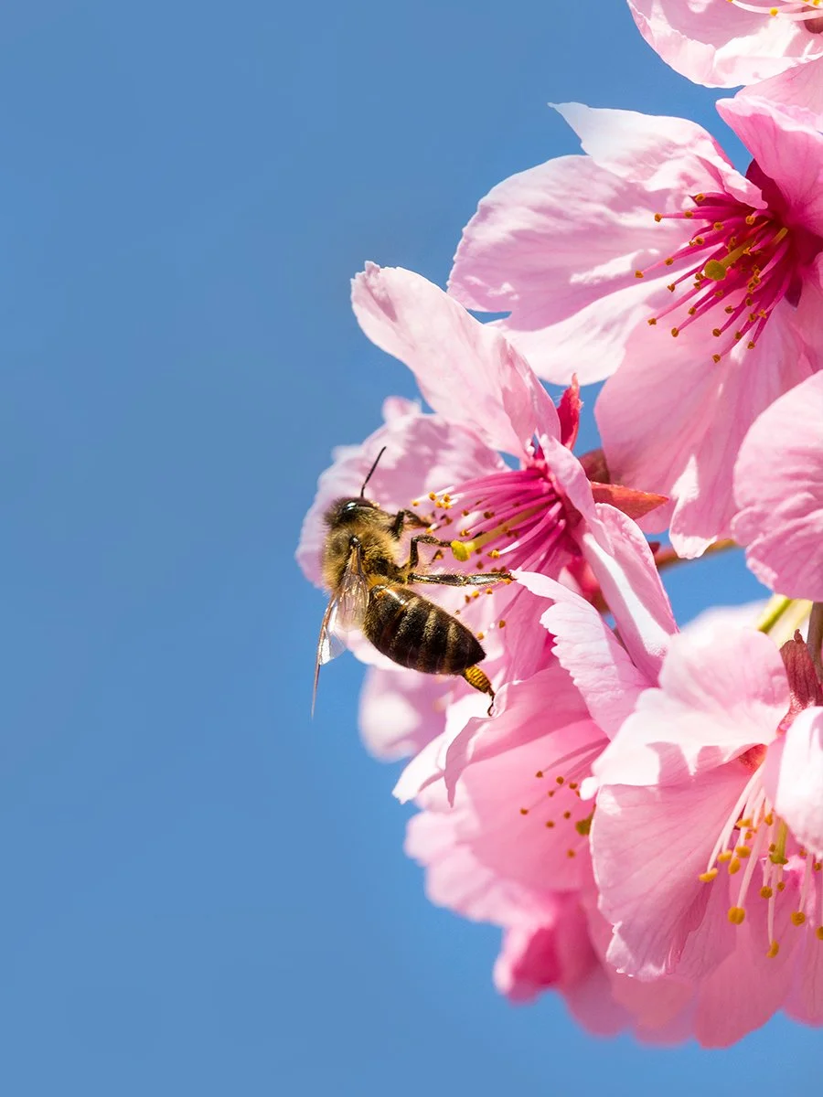 Cherry-Blossom.jpg
