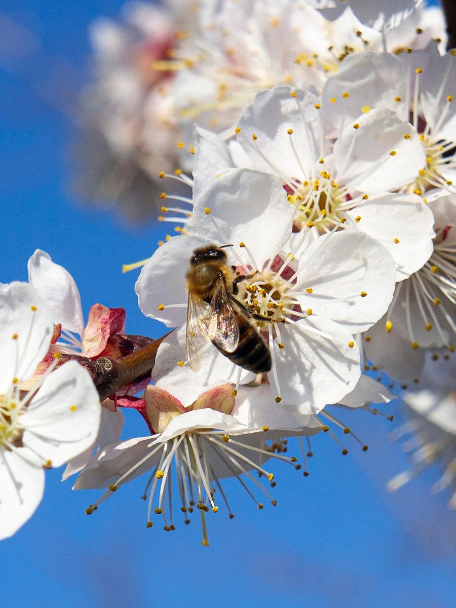 Cherry-Blossom2.jpg