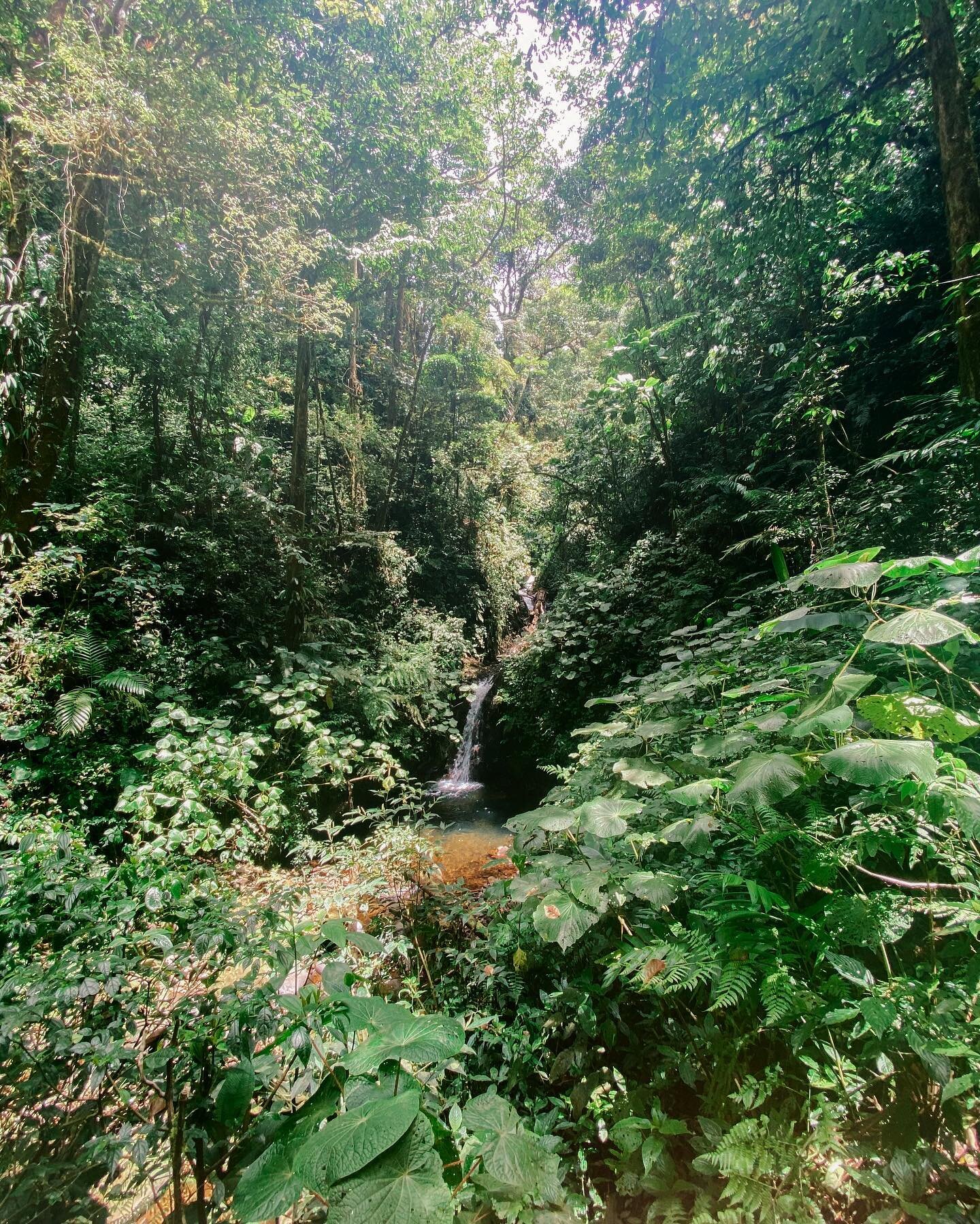 Simple pleasures from a soul filled weekend in nature 🌿⁣
⁣
Lush greenery, happy friends, lots of views, local beer, and Costa Rican delicious platos tipicos 🦥🧚🏼👣🐍🪐🥭🍻