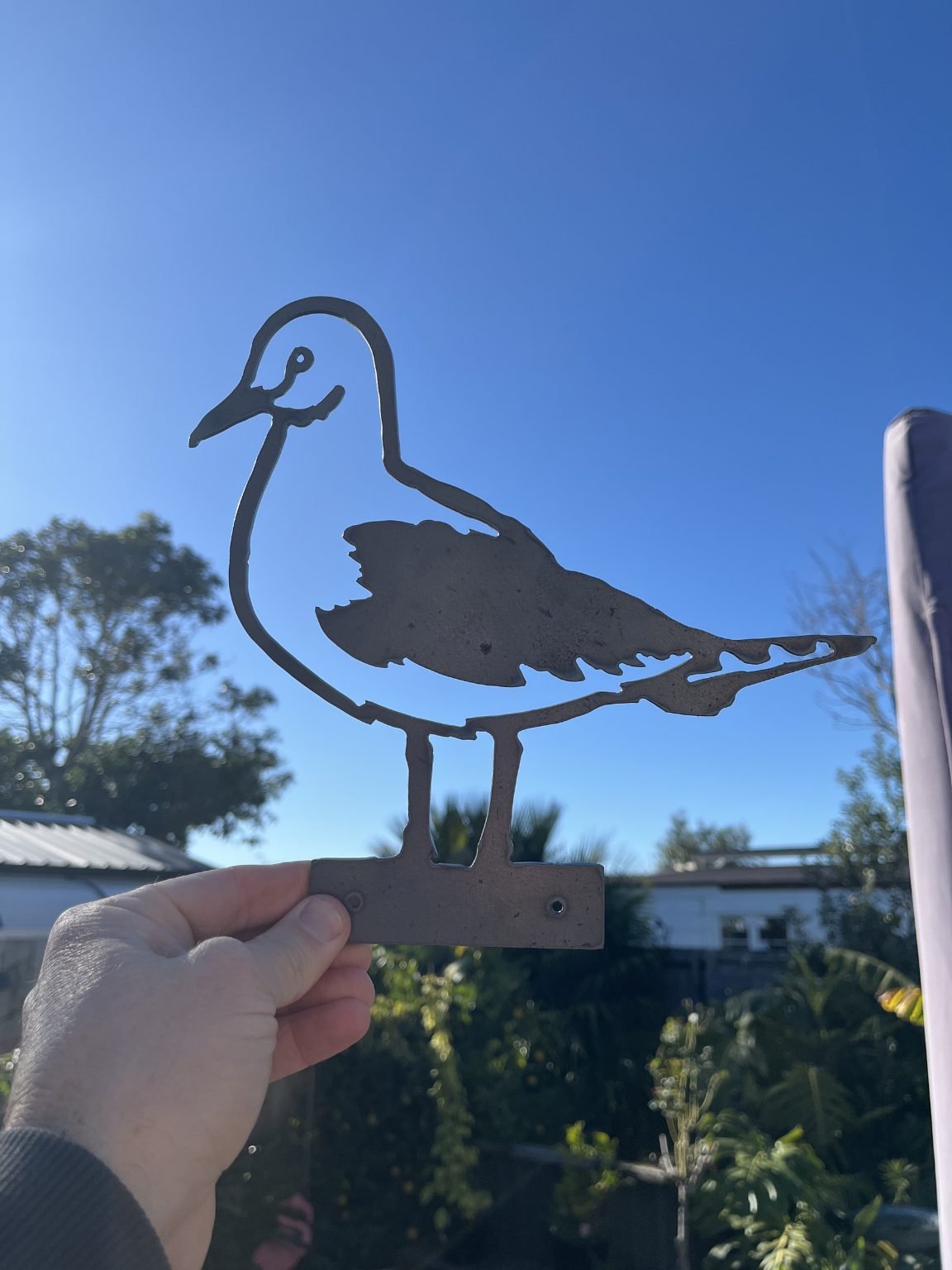Seagull.jpg