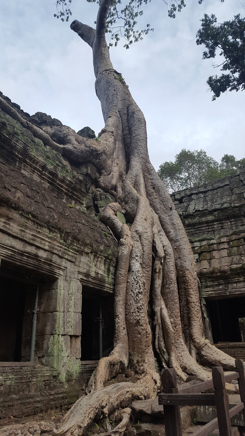 Uprooted trees at Ta Prohm