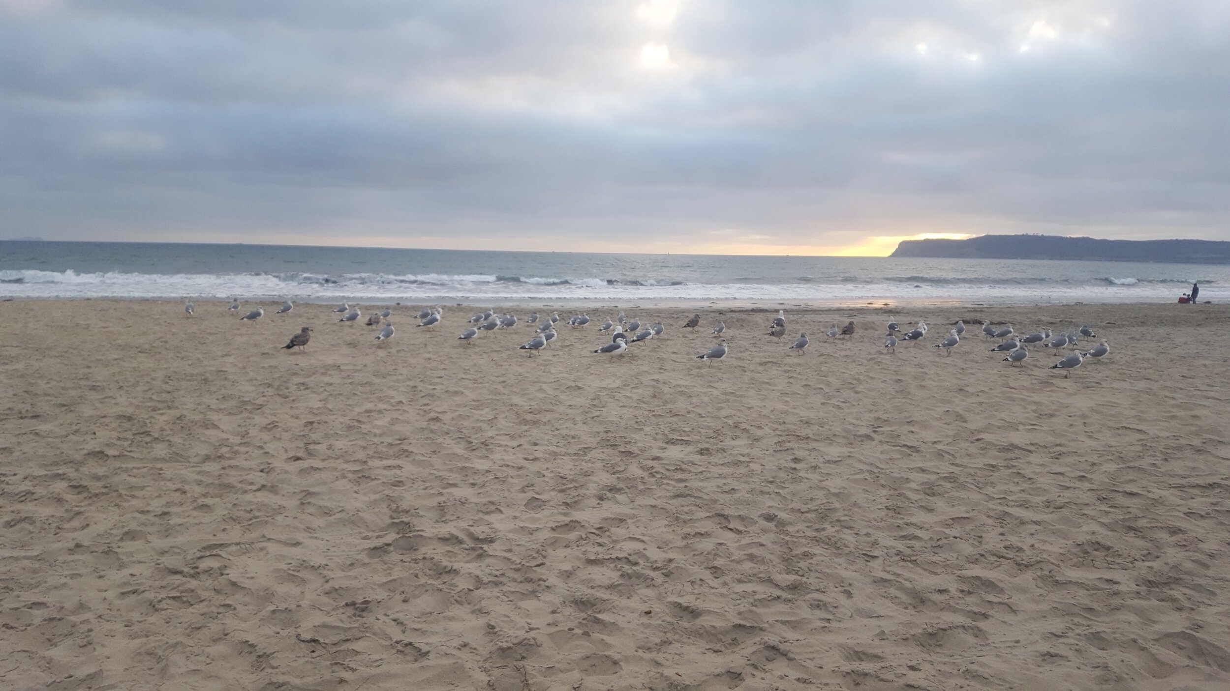 Seagulls on the beach