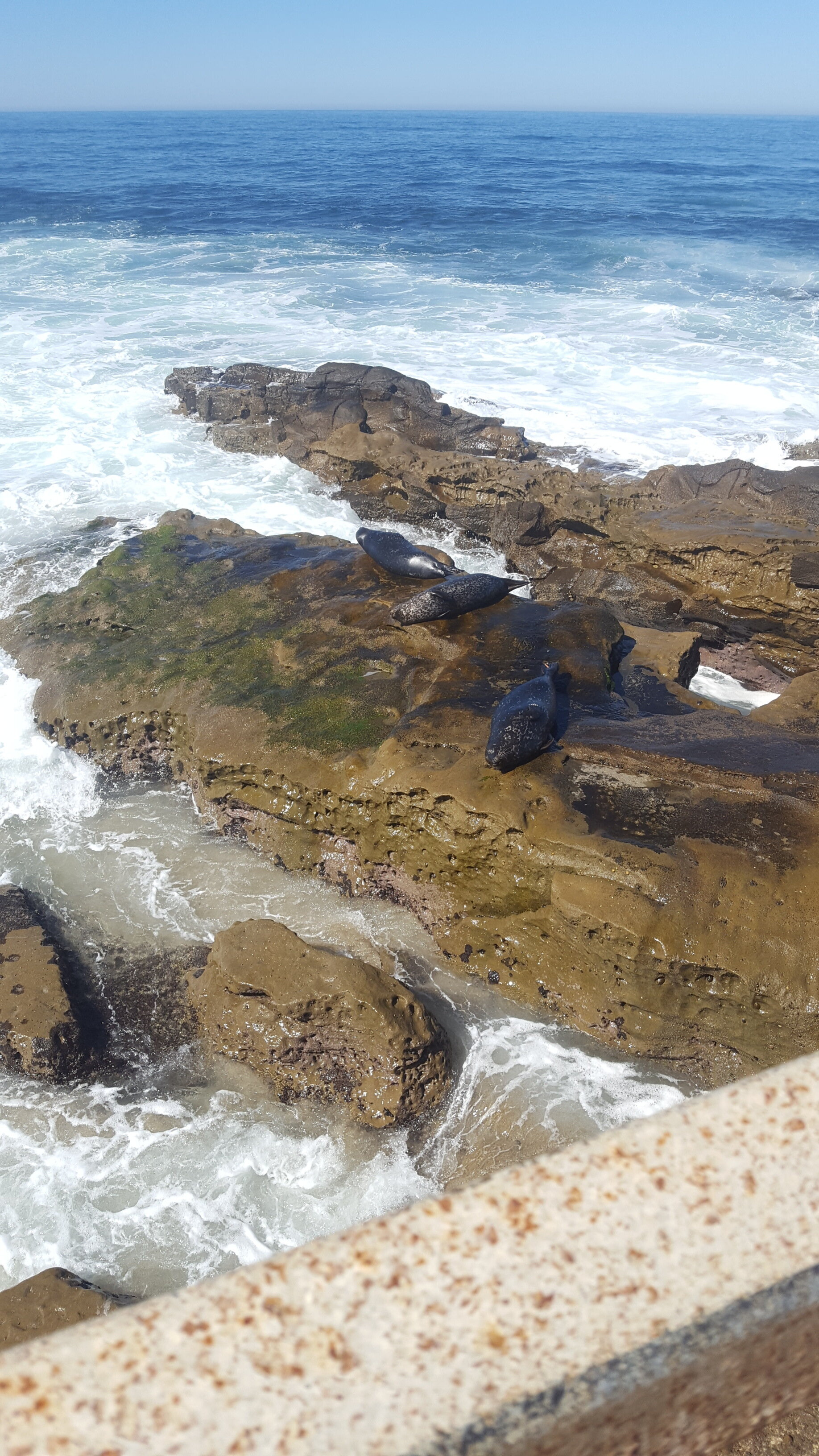 Lots of seals here at La Jolla Cove