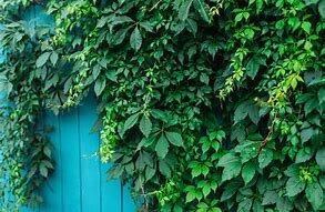 https://i.etsystatic.com/23668883/r/il/56dbd7/3252766143/il_fullxfull.3252766143_ftf0.jpg