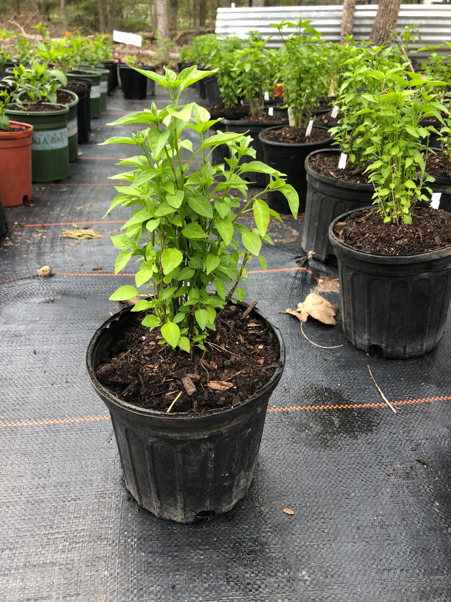 Chile Pequin Live 1 Gallon Plant  MARS Gardens