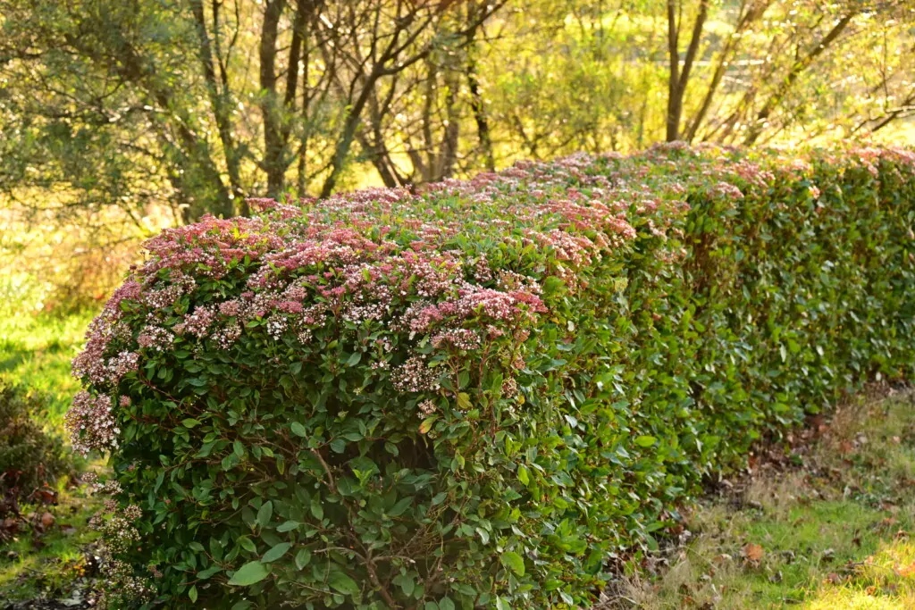 10 Native Shrubs suited to the central NSW climate, and 5 exotic alternatives