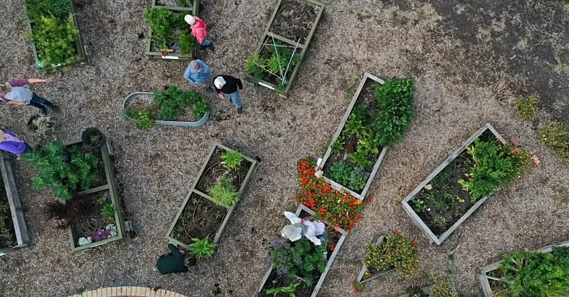 Designing a Successful Community Garden: Key Factors for a growing community