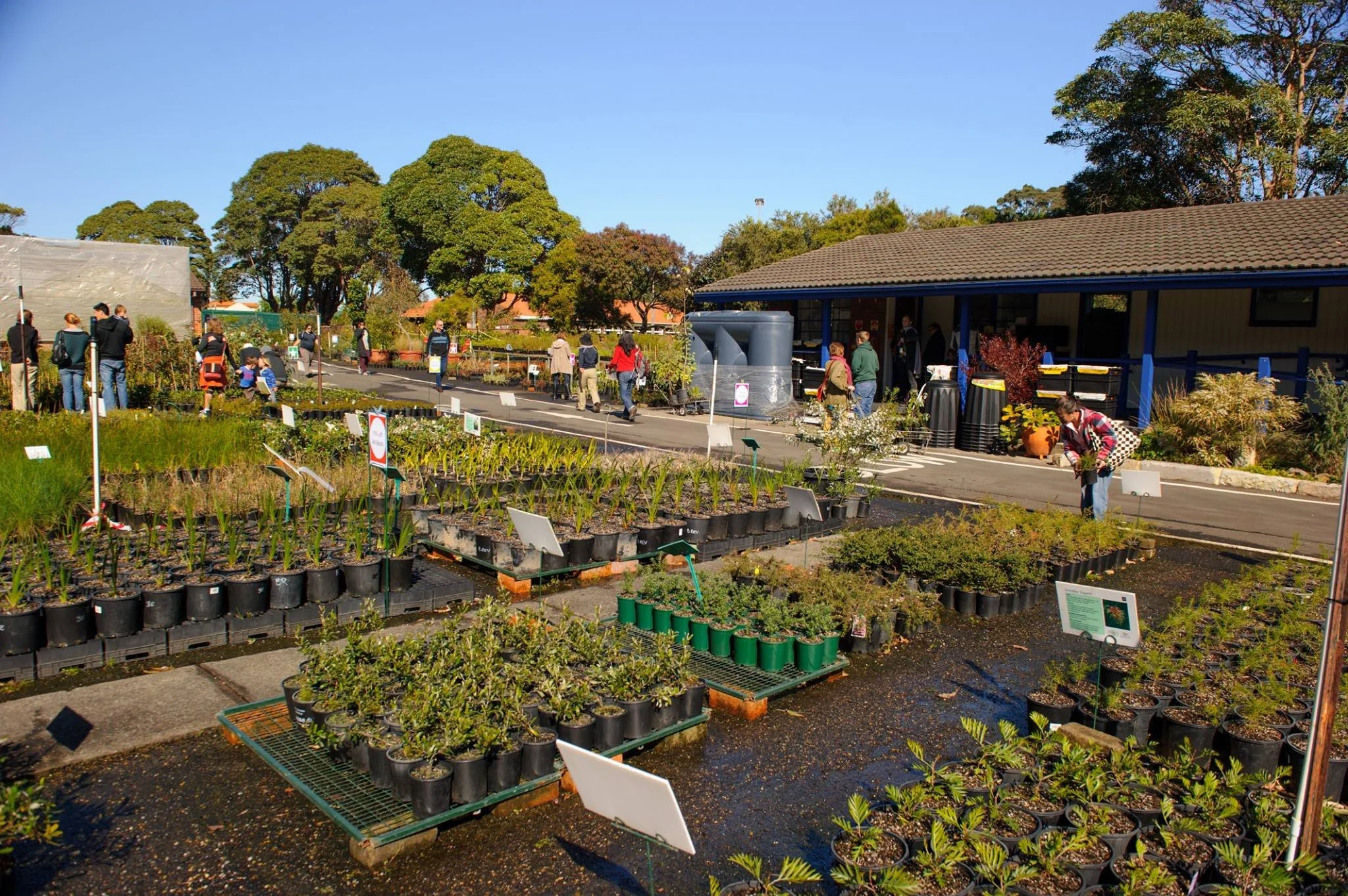 Randwick’s Living Palette: Designing Streets and Parks That Feel Like Country