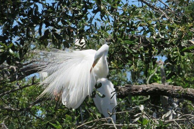 Wild West Coast - White Herons, Alpine villages & Glacier Loop