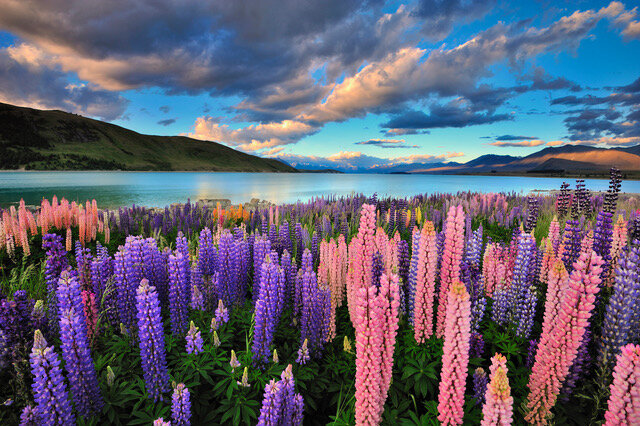 Cromwell, Wanaka, Queenstown - Spectacular Central Otago Lupins