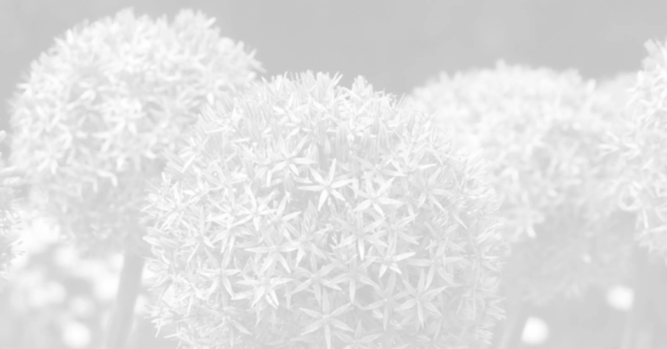 Cedars Health and Beauty Centre