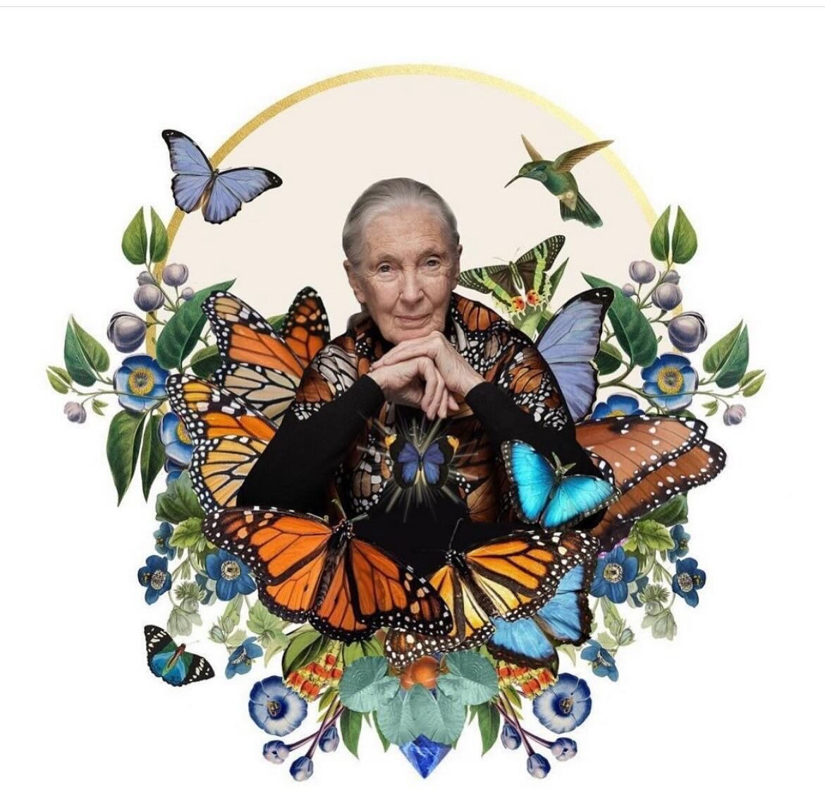 Happy 90th Birthday Jane Goodall! In honor of Jane&rsquo;s 90th birthday today, let&rsquo;s make her smile by doing acts of kindness, whether big or small, such as donating your time or resources, participating in community clean-ups, and more. ❤️ #h