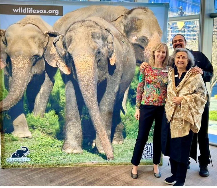 The Wildlife SOS Toast for Tusks event held in DC last weekend was a huge success and so much fun! Not only did I get to catch up with old friends from our Founders Trip last year, but I also learned so much about the plight of Baby Bani, the sweet l