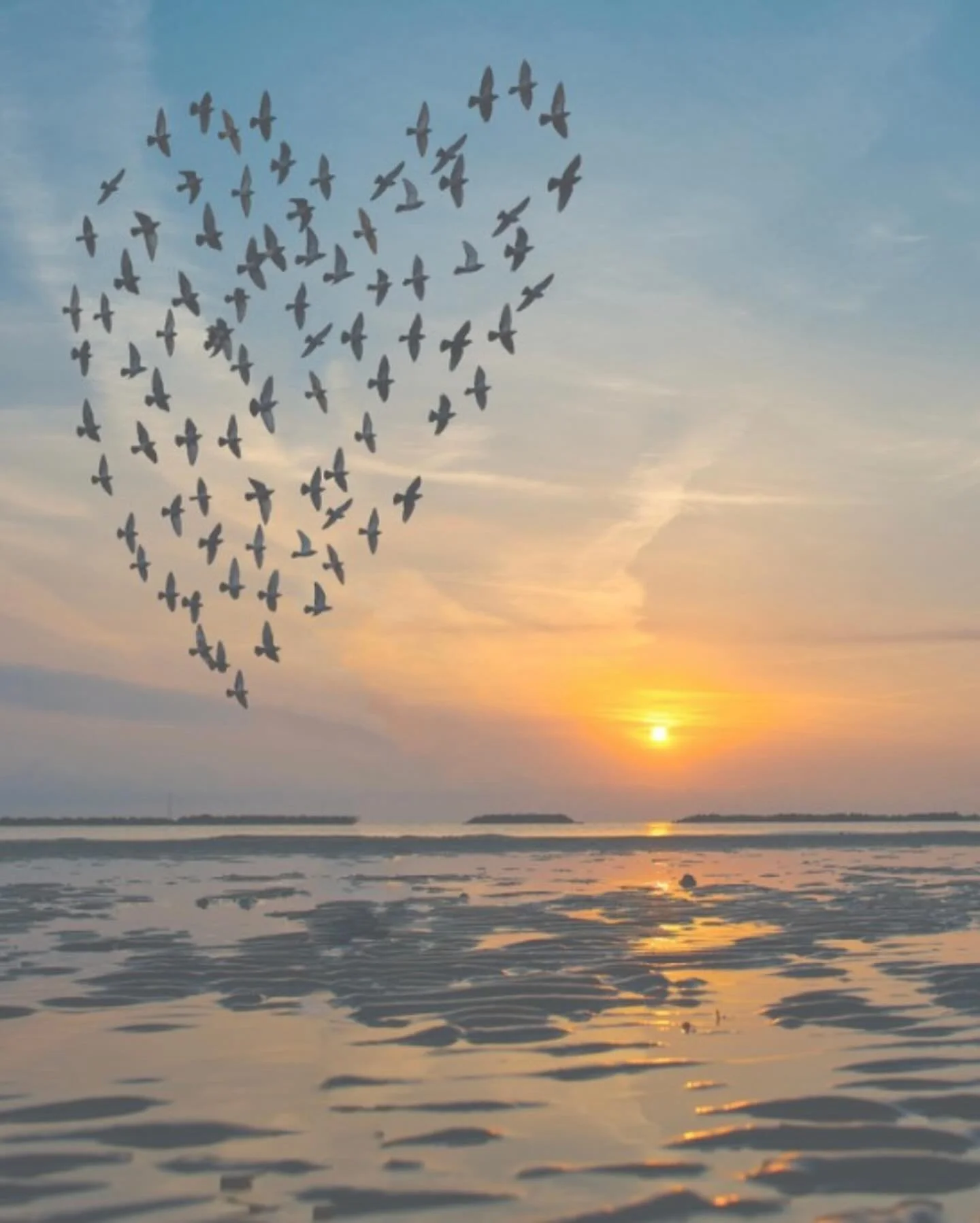 This coming Sunday, I’m offering my free Healing Blessing for Animals for the month of August.
These blessings are for animals who are unwell, aging, or in need of comfort. They will provide a nurturing and supportive space, focusing on sendin
