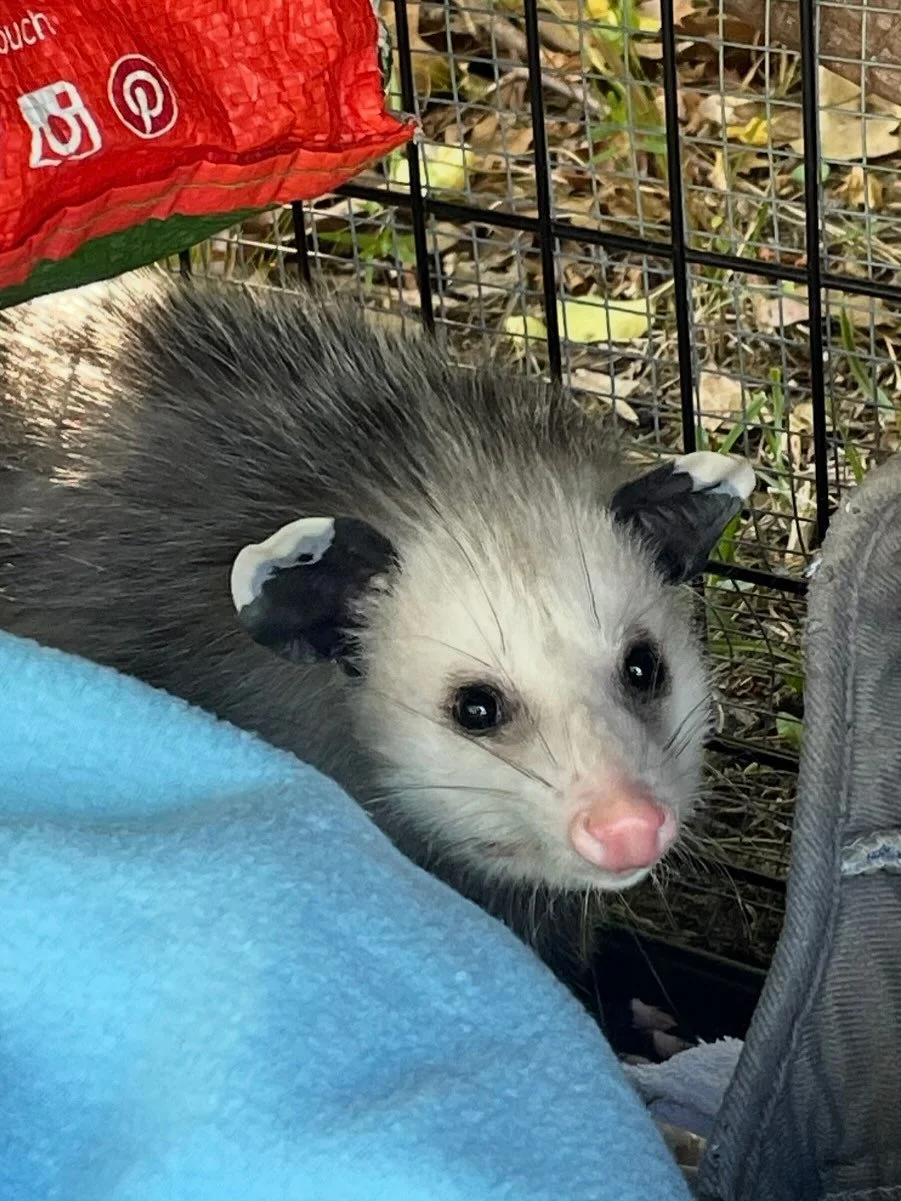Found alone in a basement, this baby possum was too small to make it on his own. He arrived in my friend Noelle’s care on Mother’s Day (perfect timing since she’s an extraordinary wildlife rehabilitator). You can still see the dirt