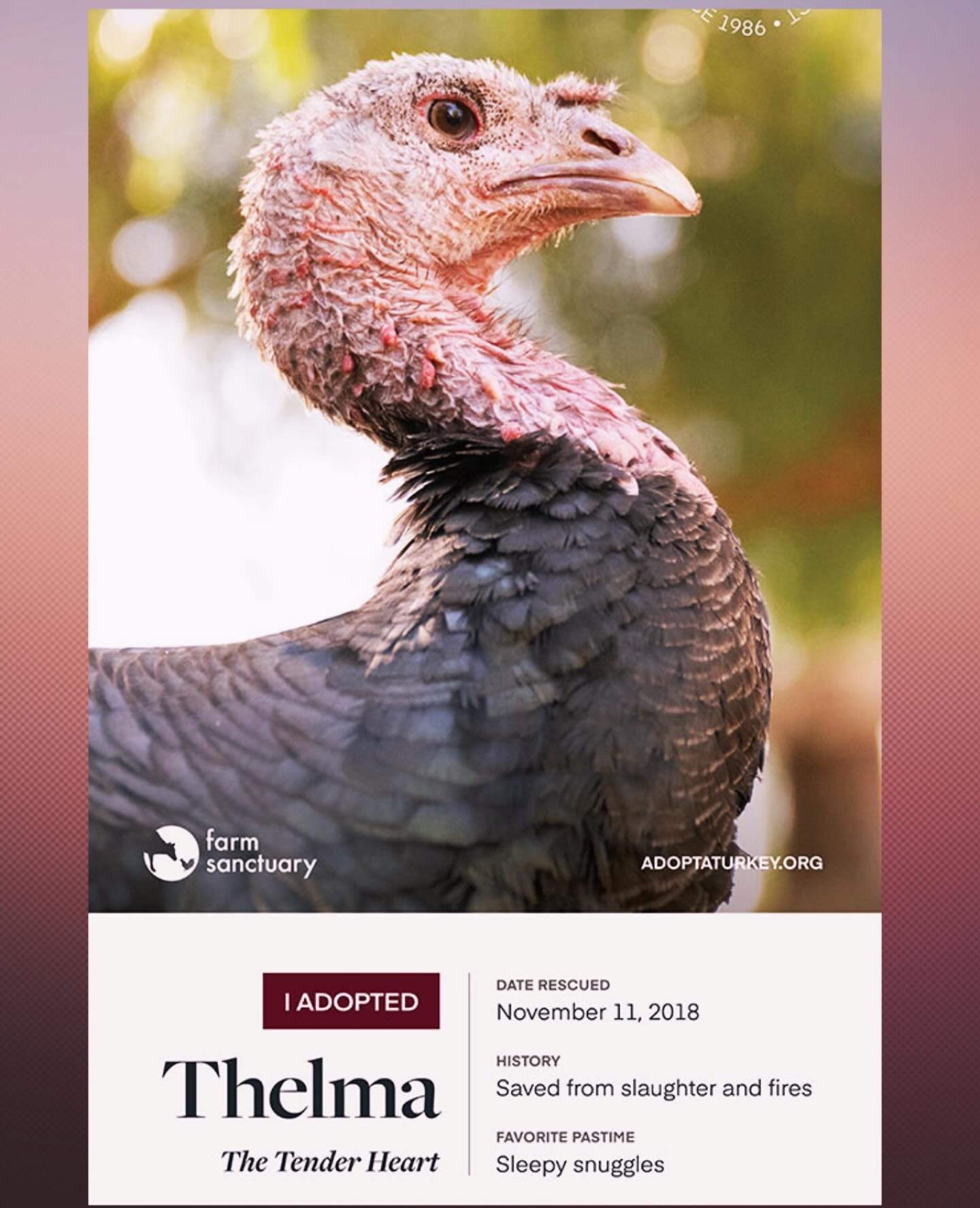 Two years ago I adopted Thelma through Farm Sanctuary. She&rsquo;s been called &ldquo;The Tender Heart&rdquo; for good reason - she nestles up for sleepy snuggles, follows caregivers around the yard, and greets visitors with gentle curiosity. Thelma&