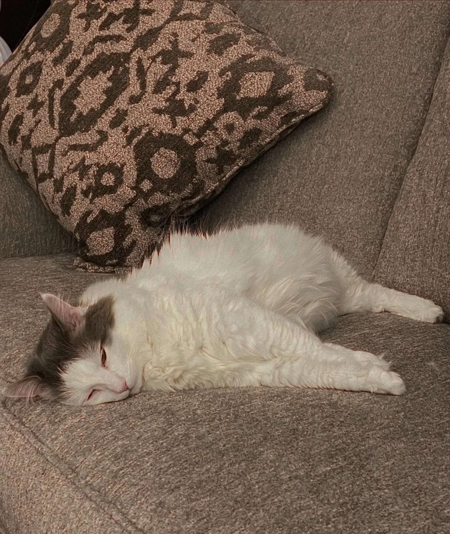 Oscar may look like he&rsquo;s sleeping on this cold, rainy day, but he&rsquo;s actually busy daydreaming about a little thank you he&rsquo;s planning for people who donate to animal rescues and sanctuaries this coming Giving Tuesday. Cozy naps + big