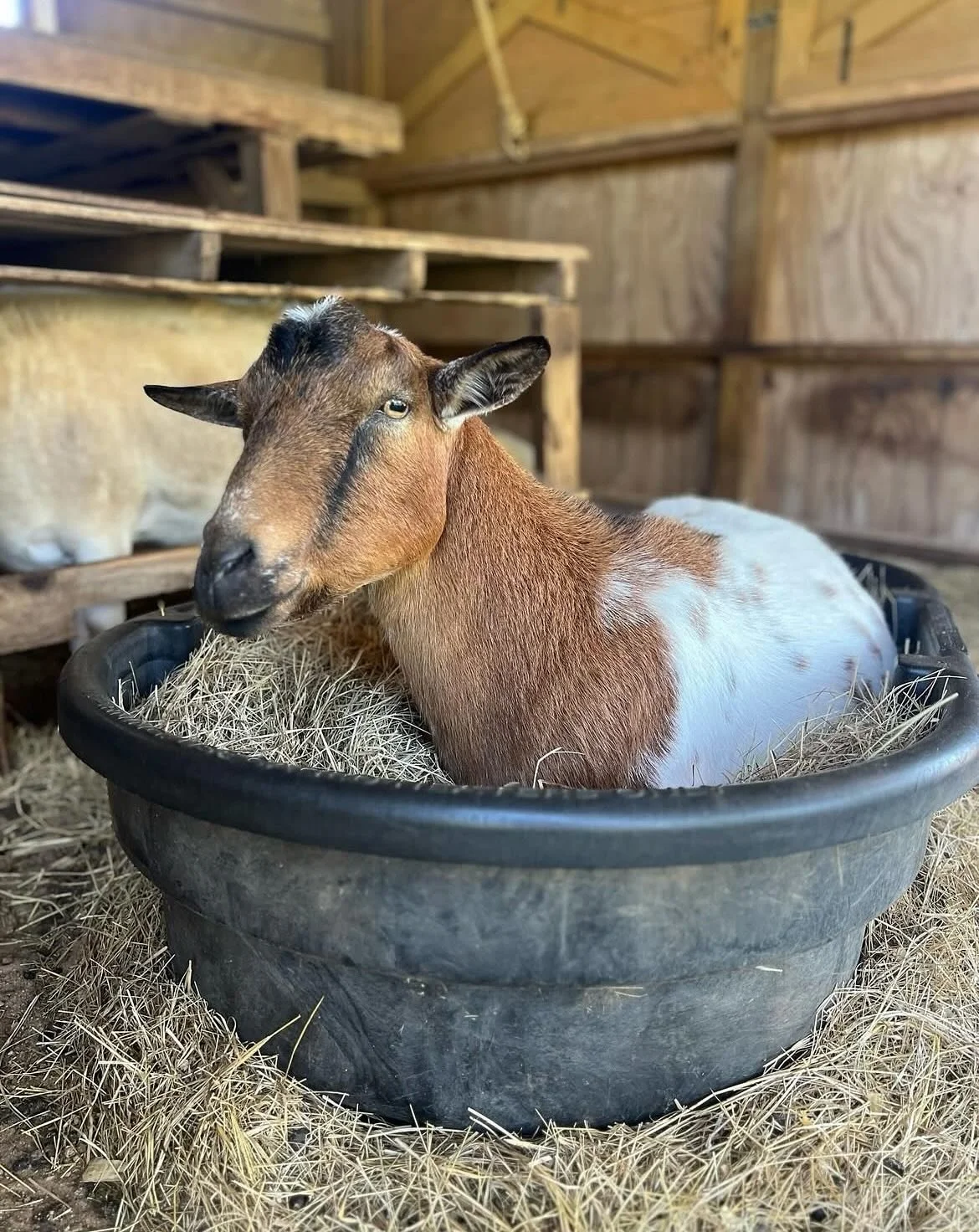 Gearing up for Giving Tuesday, I just made my donation to Farm of the Free&rsquo;s Winter Hay Fundraiser, not only because I love these animals, but because I serve on the board and I know how vital hay is when the pasture stops growing. Our 13 graze