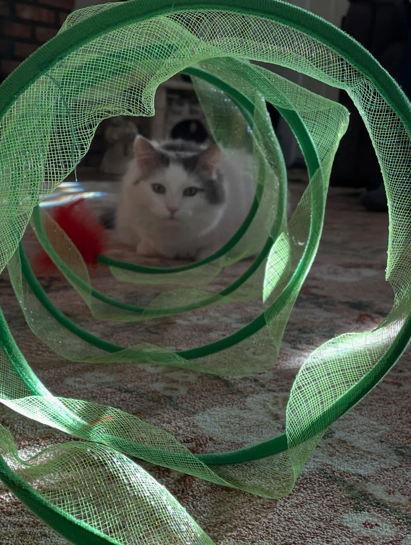 Oscar got an early Christmas present today, but he&rsquo;s not sure if he likes it. 😻 #ohoscar #christmaseve