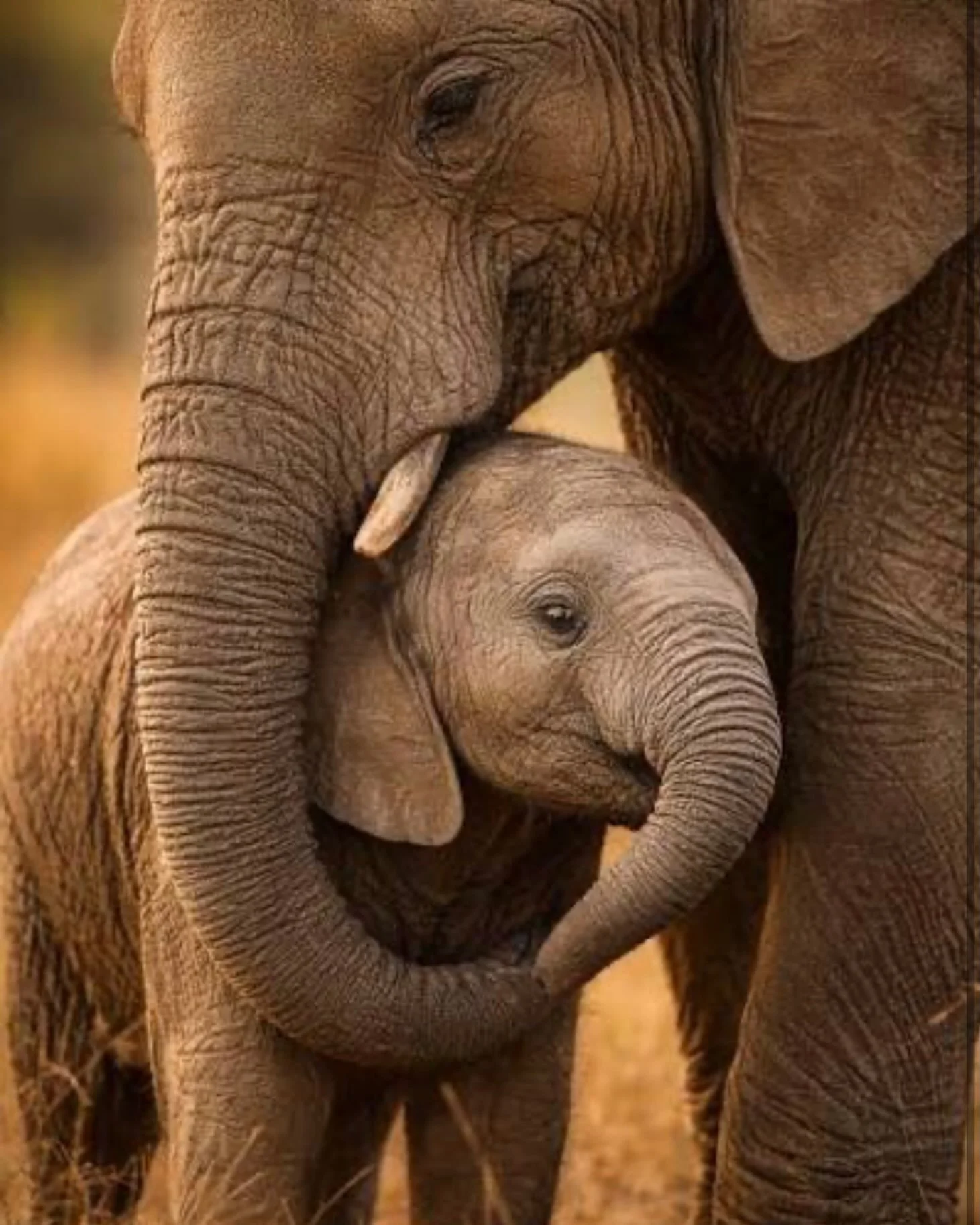 Today is World Elephant Day. 

Elephants have always held a very special place in my heart.

There is something extraordinary about these magnificent beings&mdash;the depth of their family bonds, their intelligence and wisdom, their emotional sensiti