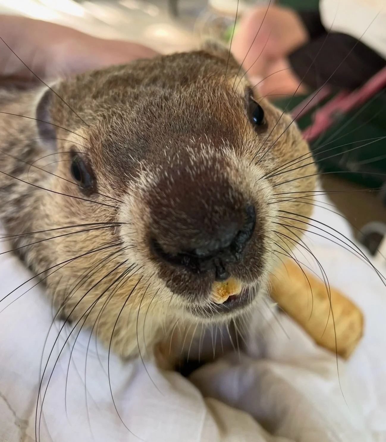Meet Daisy. ❤️

I think it&rsquo;s finally time I introduced you to this sweet little face.

Daisy came to me from my friend and fellow wildlife rehabilitator, Noelle, who had cared for her since she was found along the side of a highway last fall. 
