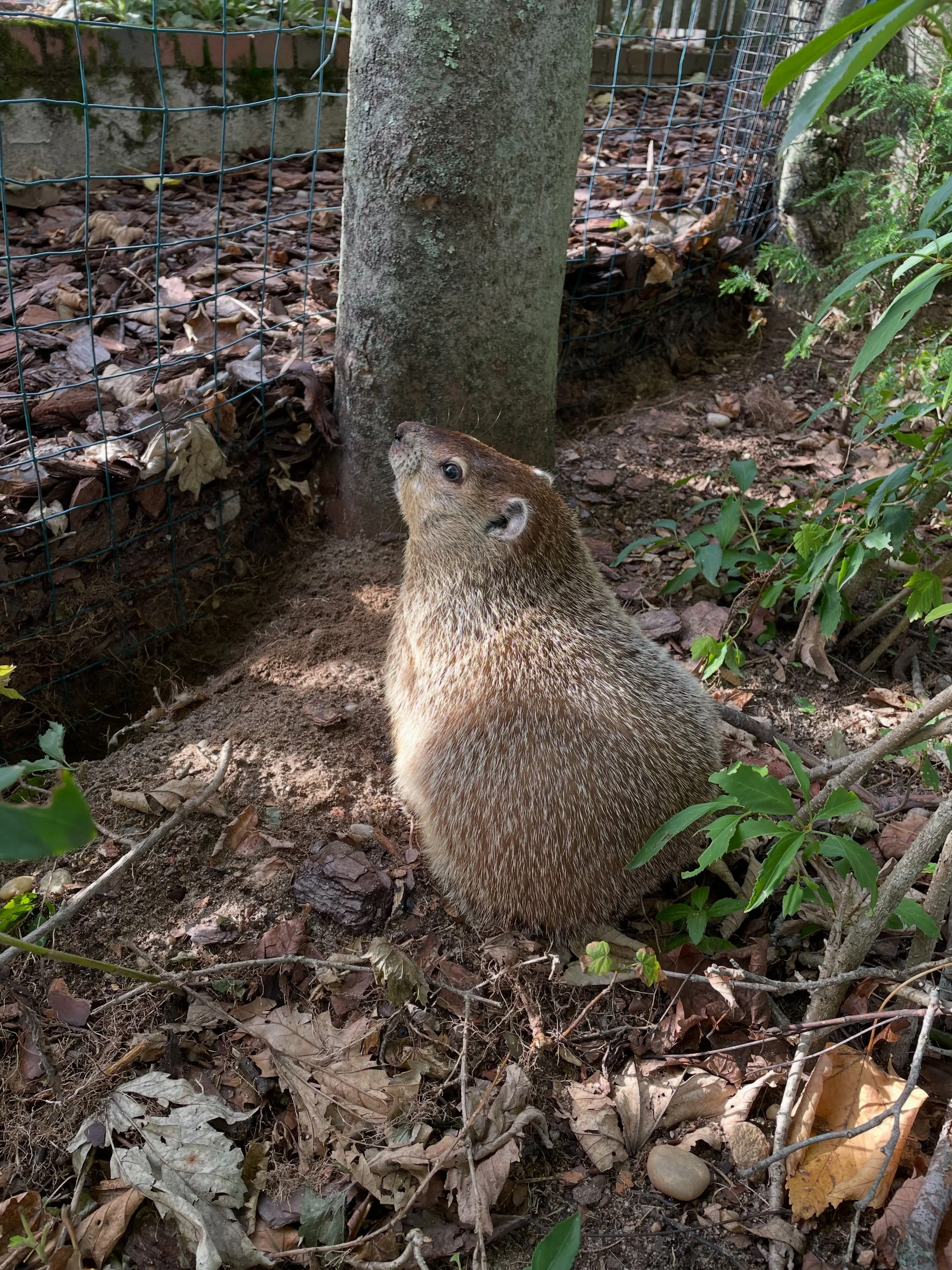 Today is National Wildlife Day. 

In honor of the day, I thought I&rsquo;d share a little glimpse of Daisy doing what groundhogs do best: dig. ❤️

As humans, we don&rsquo;t always appreciate the things our wild neighbors do. They dig holes, eat our g