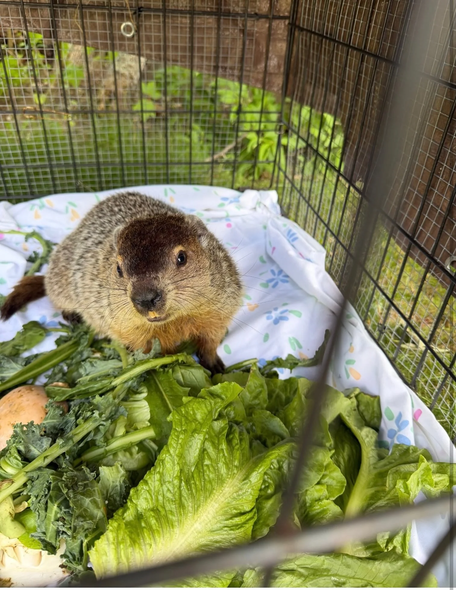 When Daisy was found along the side of a highway last fall, she was weak and having trouble with her balance. Thankfully, she found her way to my friend, Noelle, who treated her for parasites and cared for her through the winter.
 
By spring, Daisy w