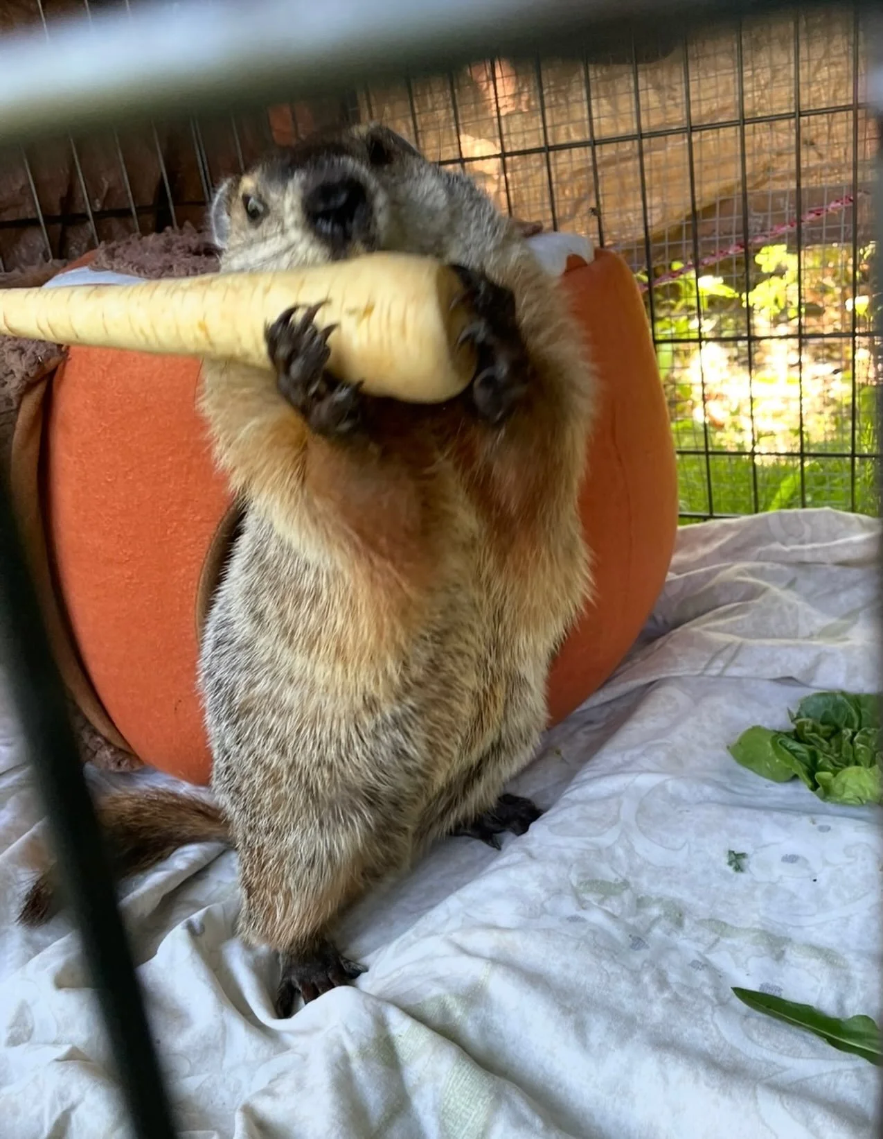 One of Daisy&rsquo;s favorite things to do is eat. ❤️ #Daisy #Groundhog #WildlifeRehabilitation #WildlifeRehab #WildlifeRescue