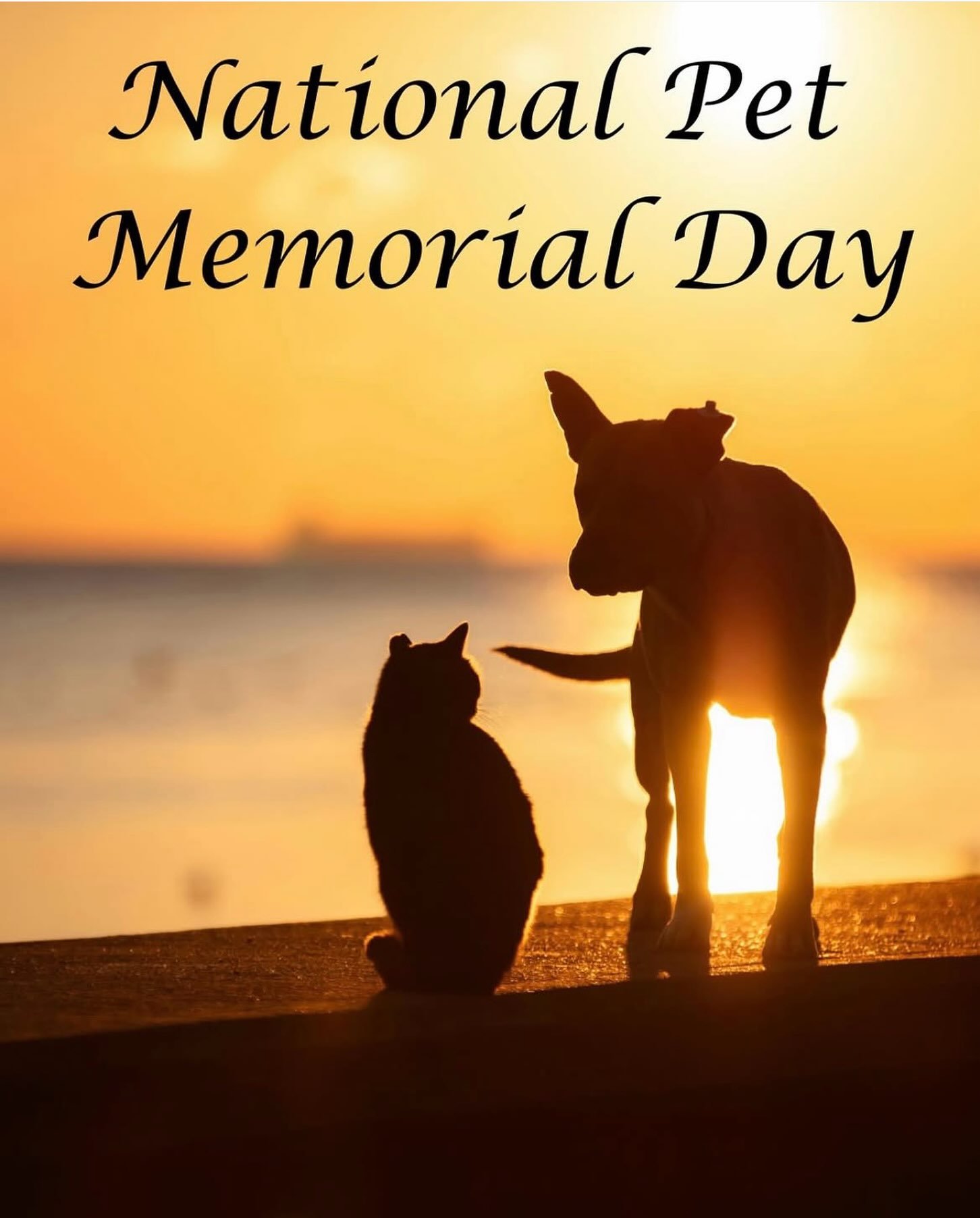 Today, on National Pet Memorial Day, we remember and honor the beloved animal companions who are no longer physically by our side. ❤️

They gave us so many ordinary miracles: steady companionship, daily comfort, laughter, and the unconditional love t