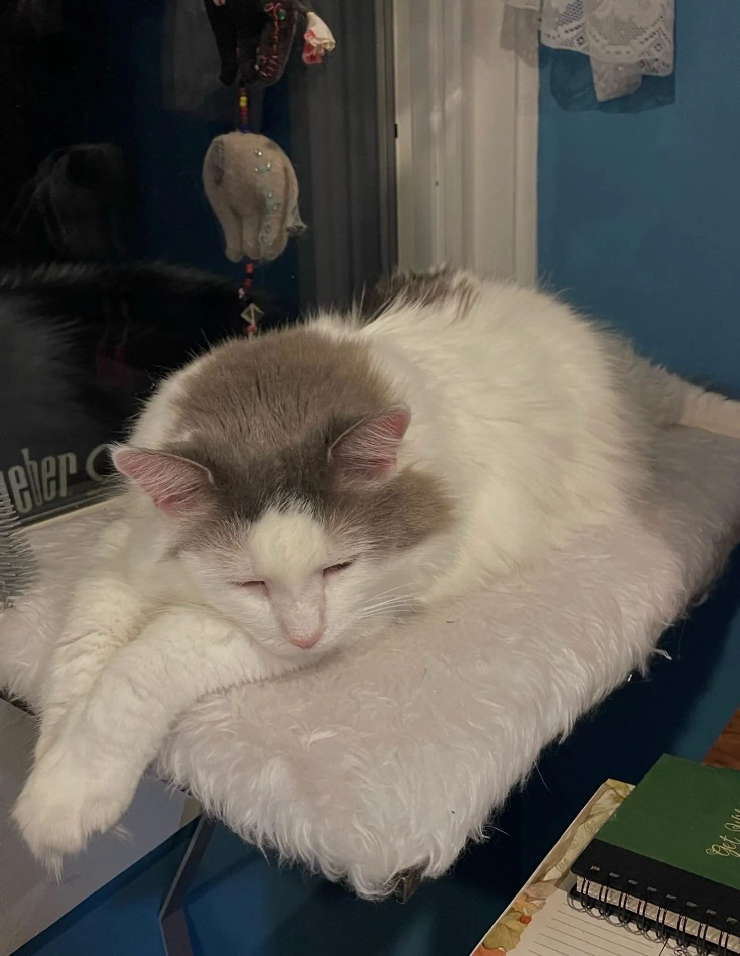 Oscar is completely conked out after his annual vet visit today. ❤️ 

#ohoscar