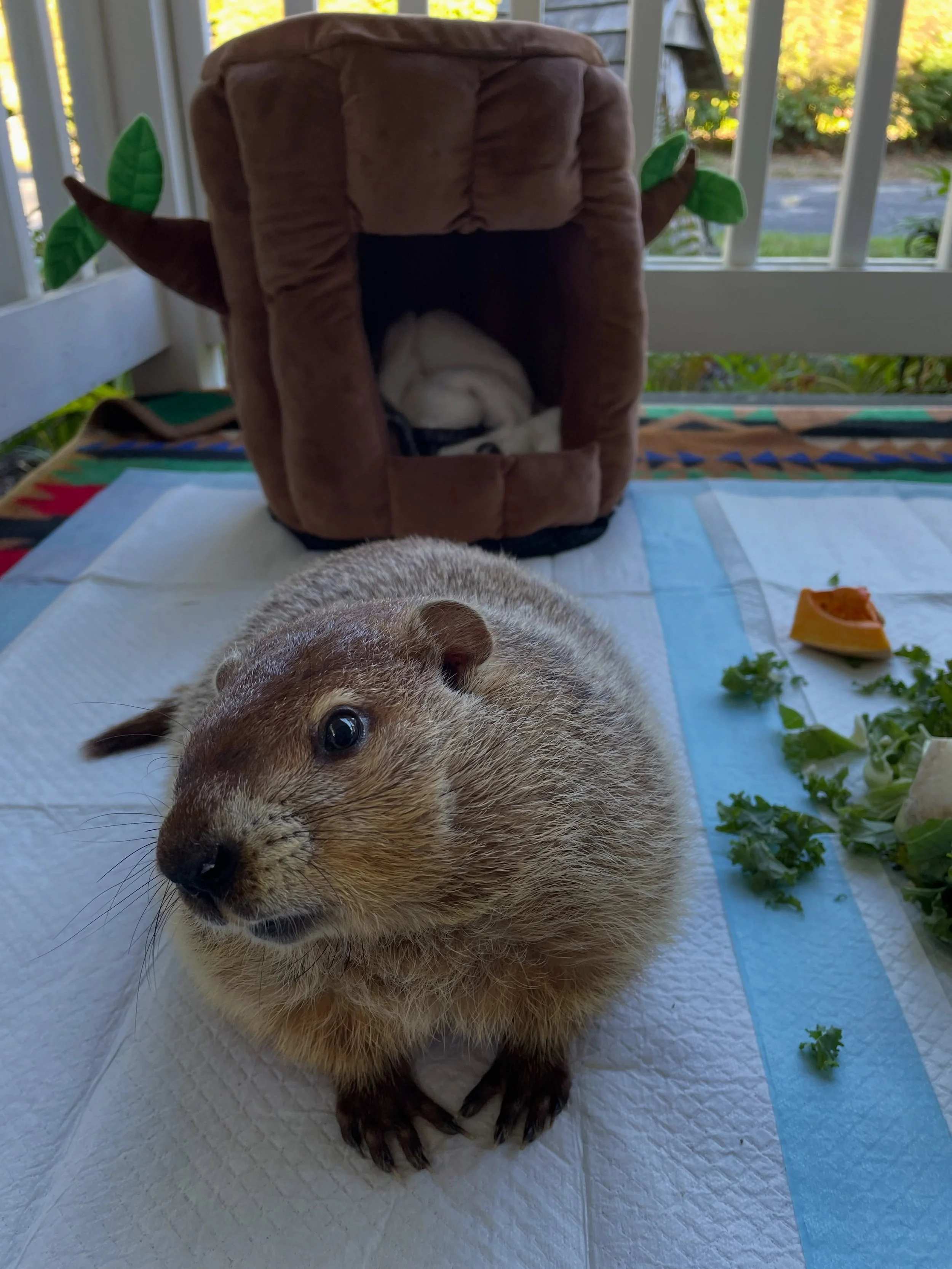 Daisy strikes a pose in front of her new digs. ❤️

#Daisy #Groundhog #WildlifeRehabilitation #WildlifeRehab #WildlifeRescue