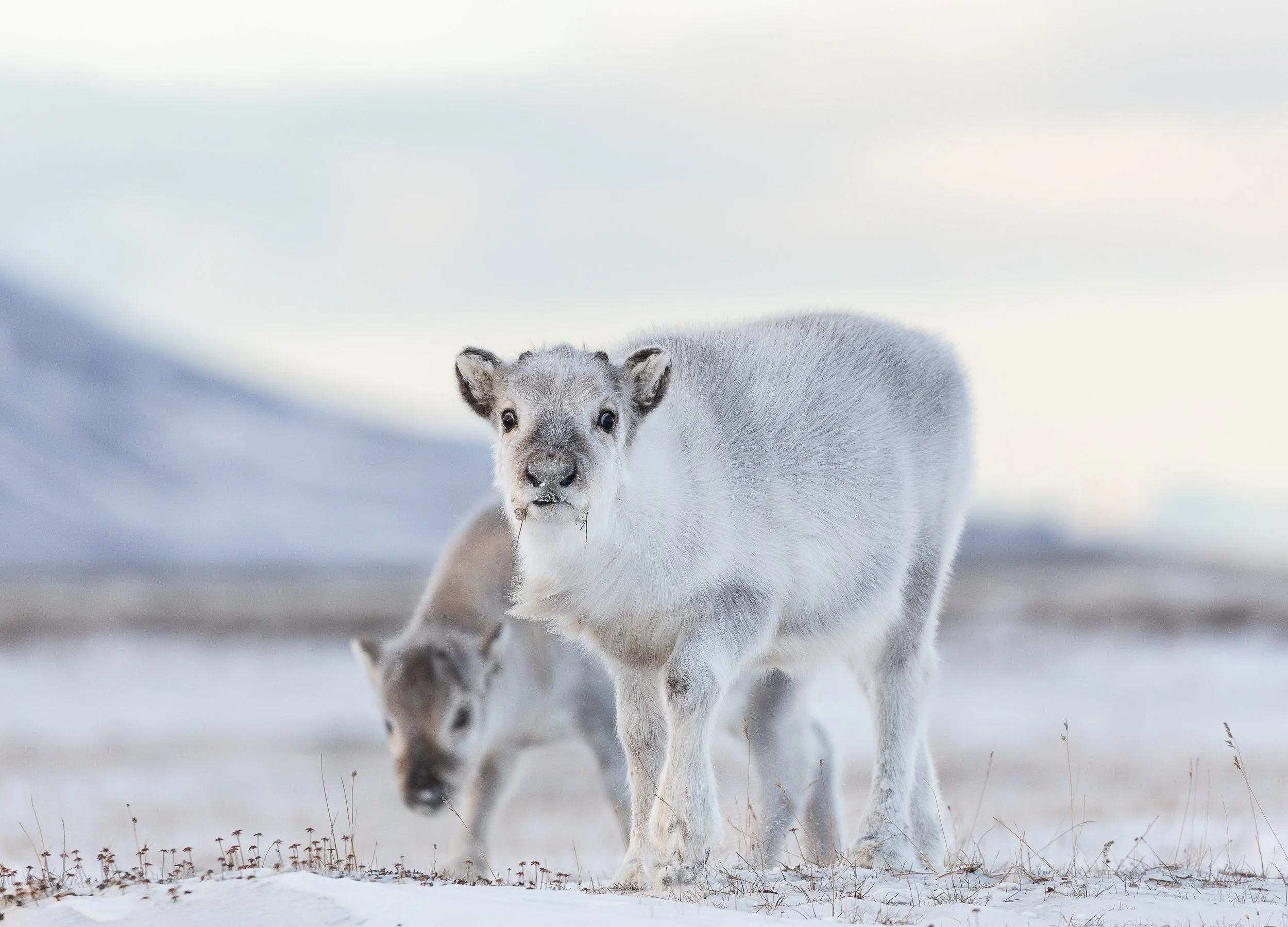 Svalbard reindeer