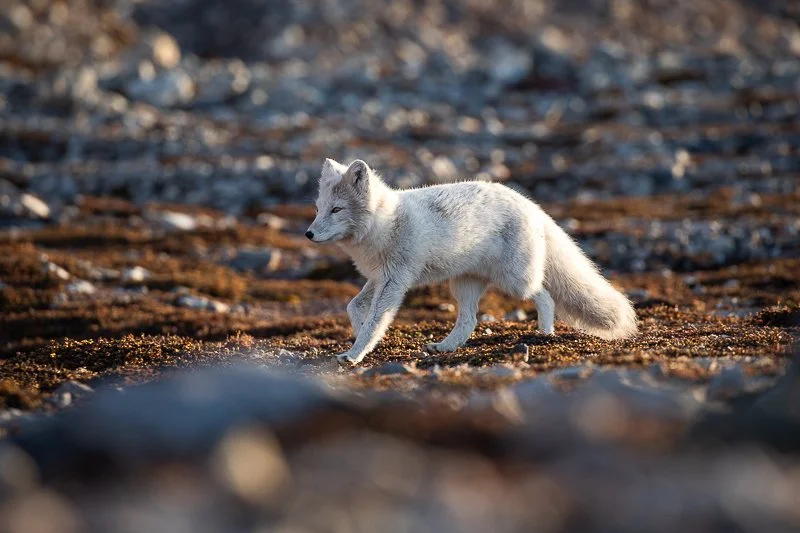 Arctic Fox