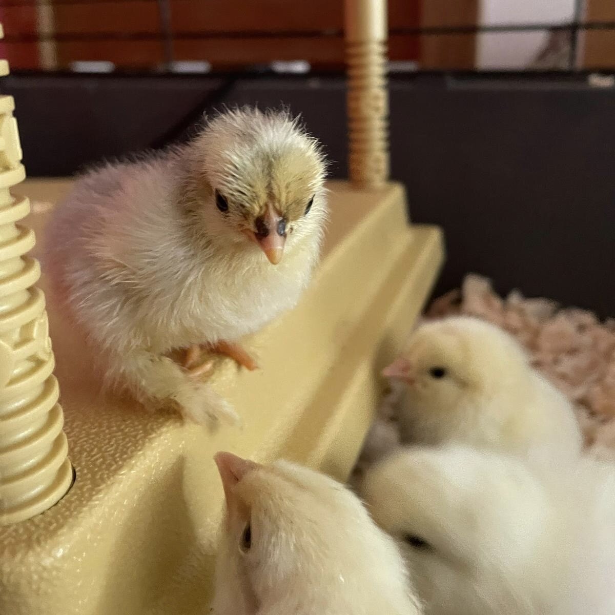 Our chicks have hatched🐣

If you've booked our Easter Eggstravaganza, you'll get to hold these little chicks in your session* Tag a friend that would LOVE to meet these🤩

Don't miss out, book your tickets now by clicking the link in our bio🐰

*Ple
