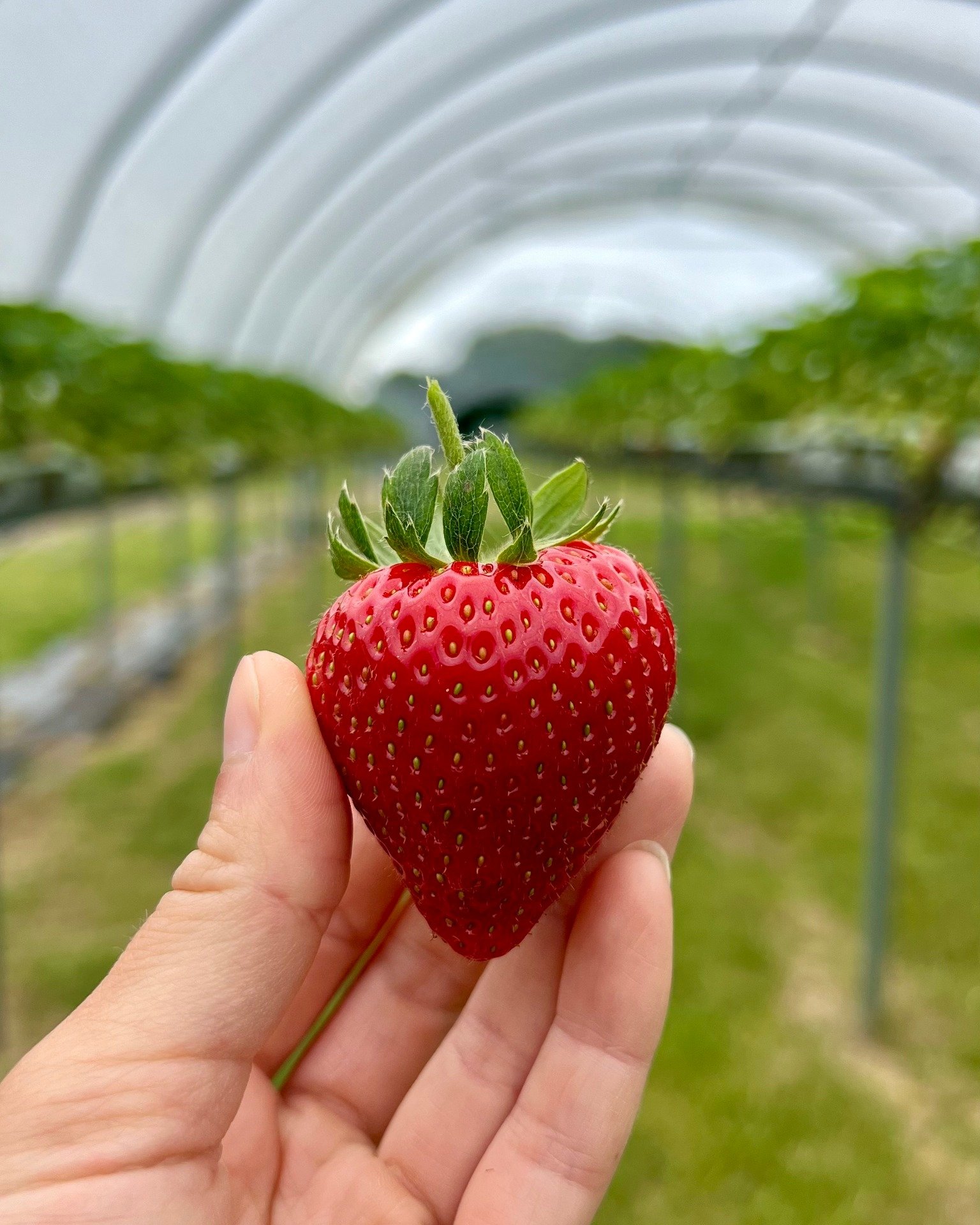 Our first ripe strawberry of the season... but sadly one of not very many! The lack of sunshine this week has meant that the strawberries have slowed down quite significantly. Let's all hope for a lovely weekend of warmth and sunshine to speed these 