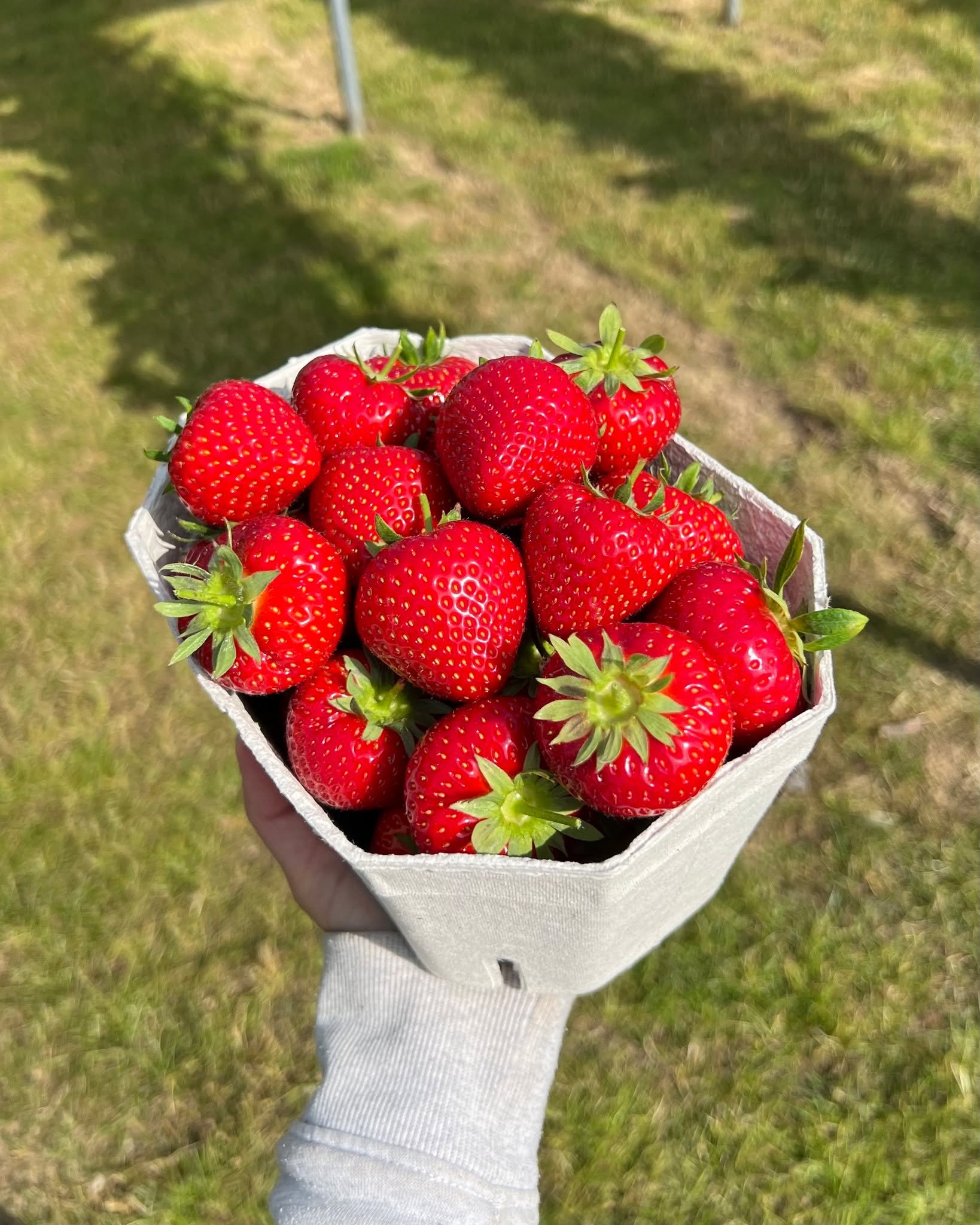 Looking for weekend plans? Come strawberry picking with us🍓

It&rsquo;s the perfect way to spend quality time with loved ones - and a wholesome activity to celebrate Father&rsquo;s Day too! 

FREE entry, no booking required - just pay for what you p