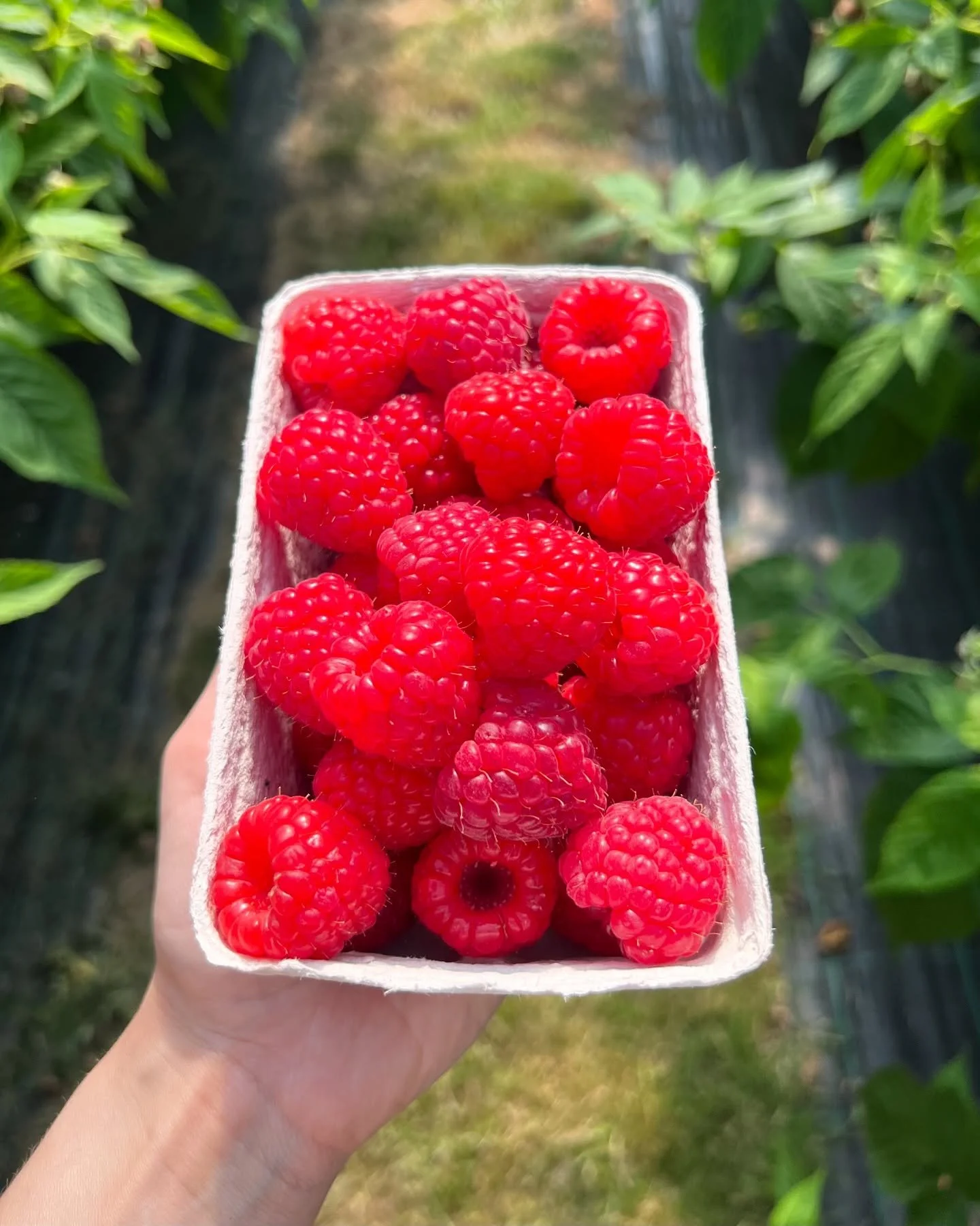 Raspberry season is officially here😍

Our long awaited raspberries are now ripe and ready to pick!! We know you love them, so don&rsquo;t miss out. Come and pick your very own fresh, juicy raspberries😋 

Tag a friend that needs to see this! 

#rasp