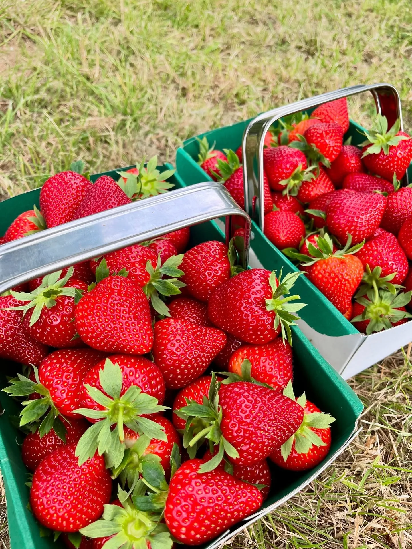 Berry season is in full swing here at the farm! We&rsquo;ve got lots of gorgeous fruit waiting to be picked😋

Come and pick your own, or grab some pre-picked goodness if you&rsquo;re short on time! 

Don&rsquo;t forget to check out our delicious jam