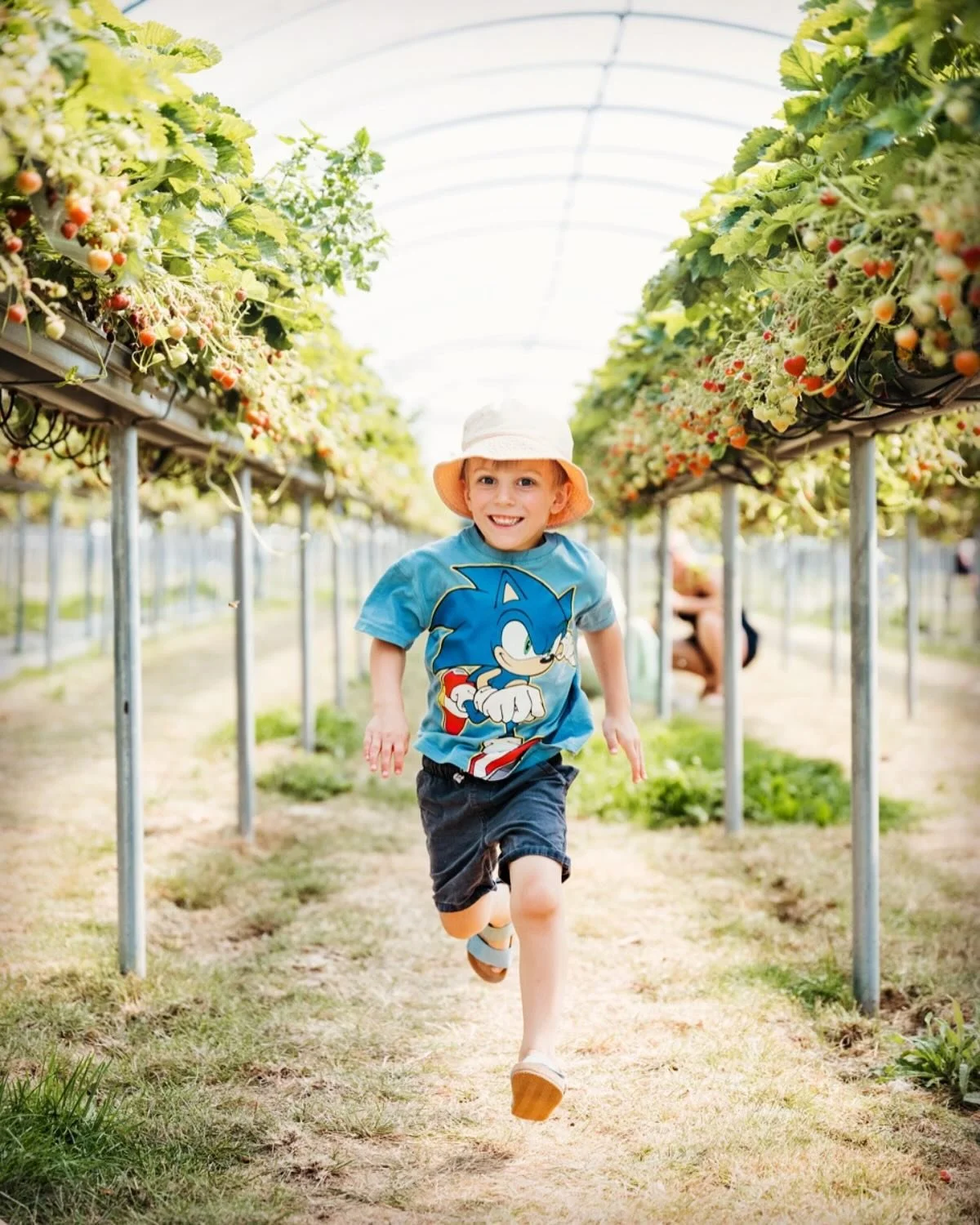 🚨BIG NEWS🚨

Get yourself down here on Sunday 31st August for our final strawberry picking hurrah!

We have two tunnels of delicious strawberries ready for the picking, so we thought let&rsquo;s have one last day of berries, coffee, cake and ice cre