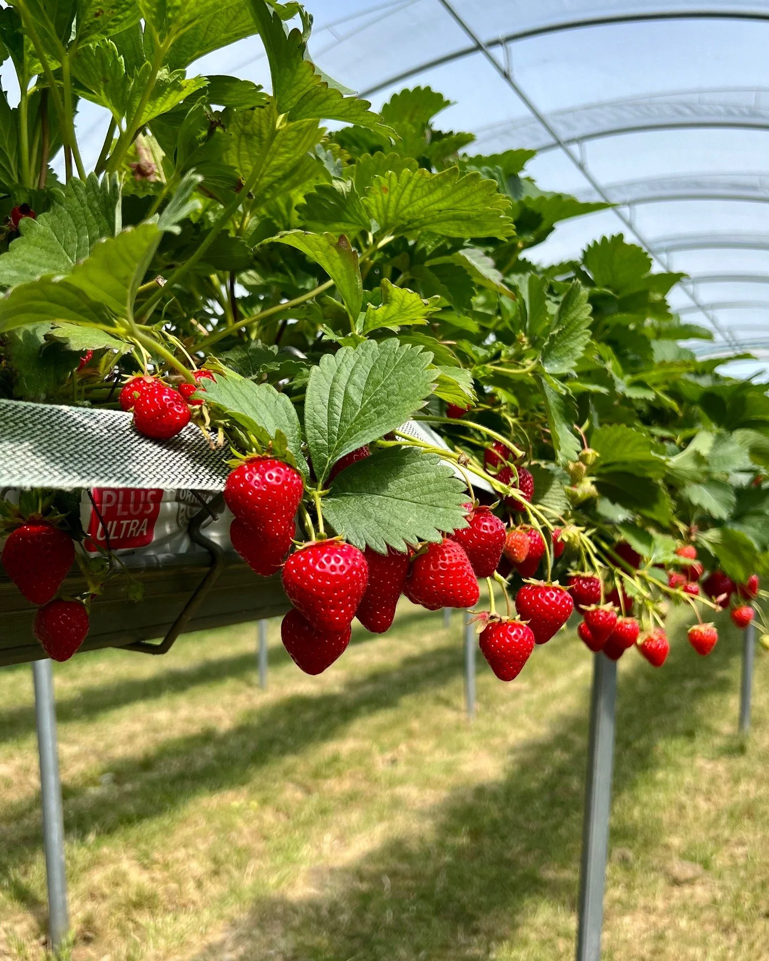 That's a wrap on berry season🍓

We're so grateful to those that visited, picked, and supported us - you've made a truly special summer🫶🏻

Next up...Pumpkin season, and we can't wait to welcome you back for some Halloween fun🎃