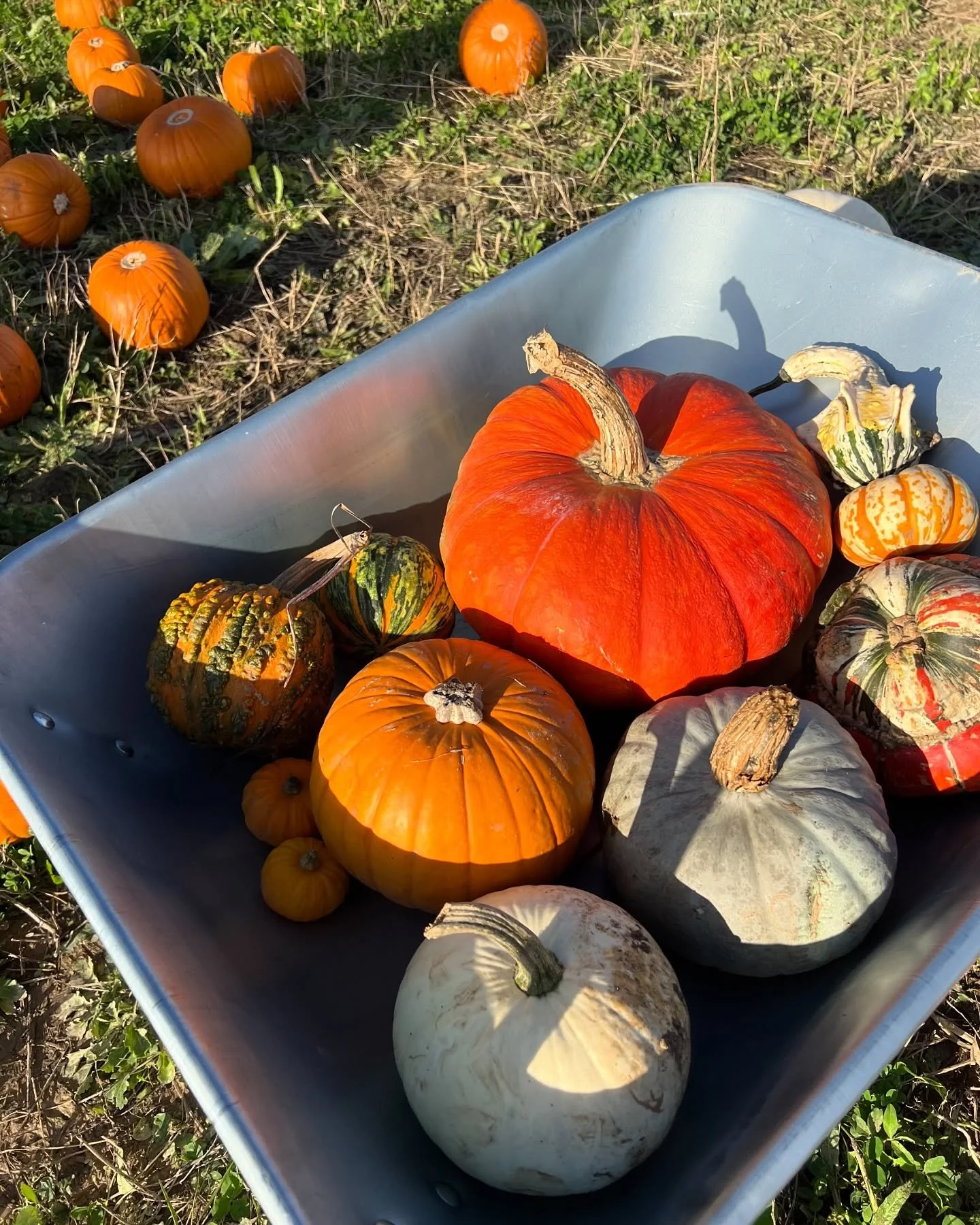 Pumpkin season pending&hellip;

Get ready to wander the patch, find your perfect pumpkin, and kick off Halloween here at Dell Quay PYO🎃 

🗓️ 18th &amp; 19th, 22nd - 31st October
🎟️ FREE entry - no booking required 

Who will you be visiting the pa