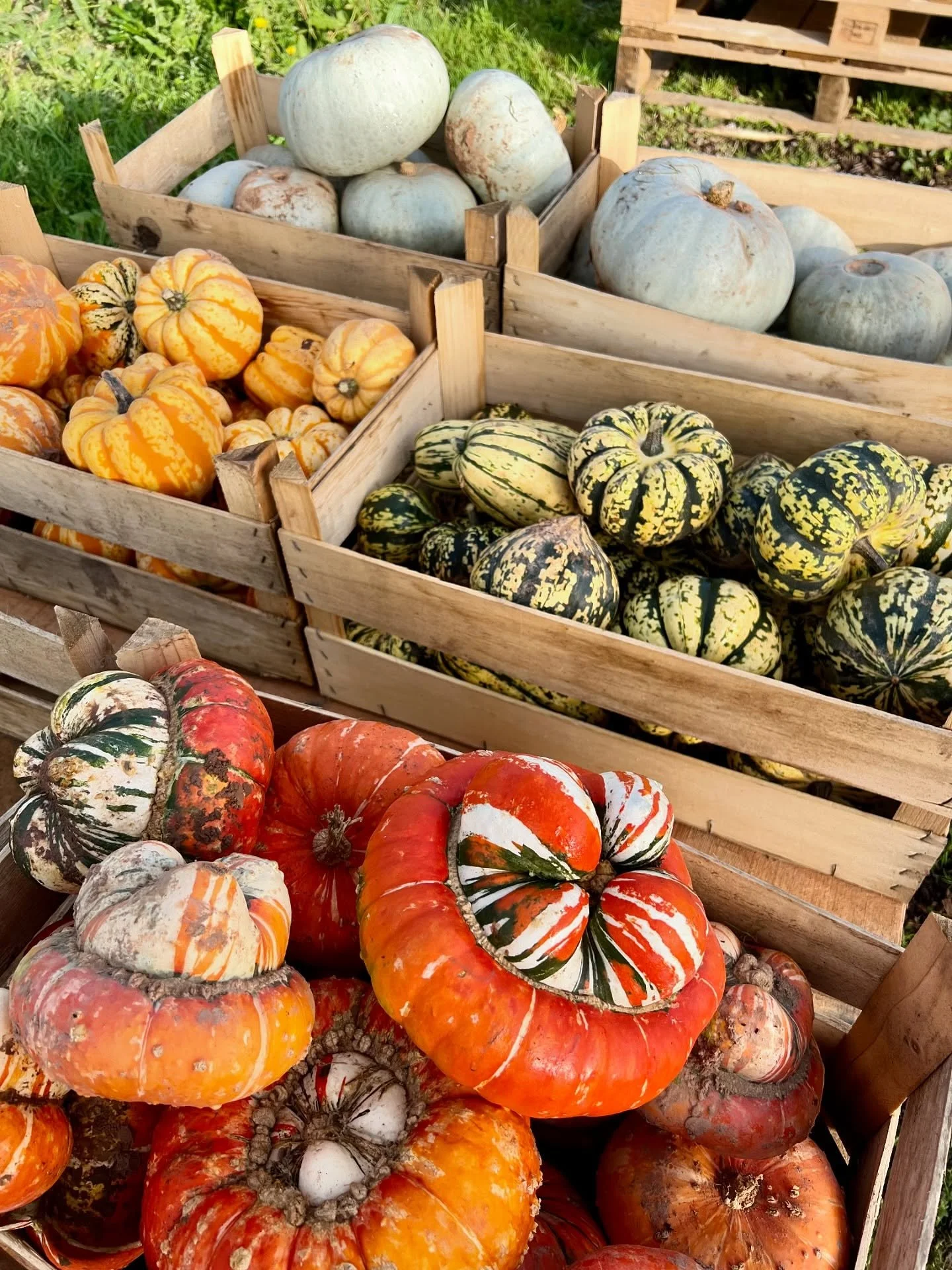 Pumpkin season is in full swing here🎃 Have you planned your visit yet?👀
#pumpkins #pumpkinpicking #squashes #fall #autumn #pumpkinpatch #dellquaypyo #pyopumpkins