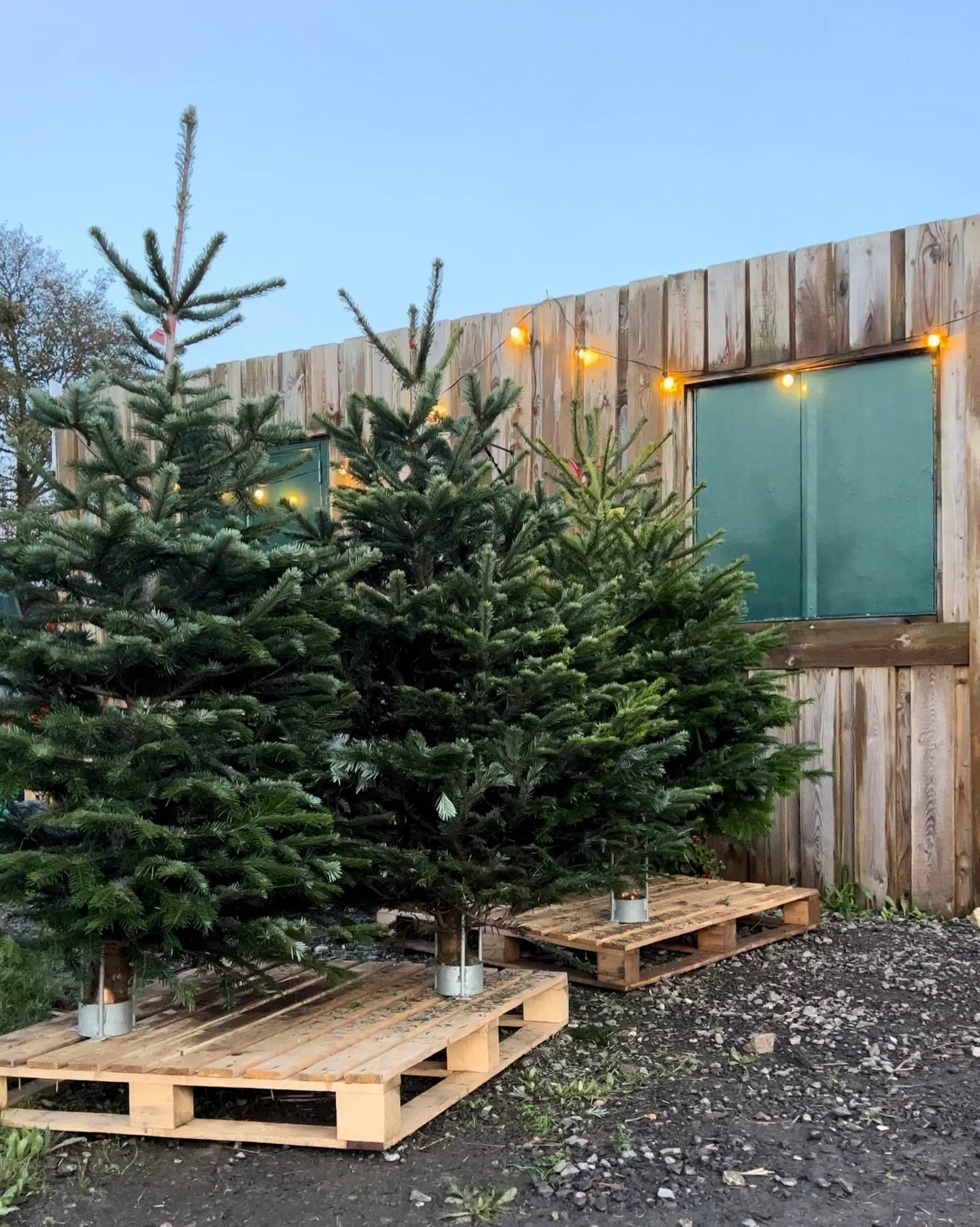 Join us this Saturday from 10am&ndash;3pm to pick your perfect Christmas tree🌲

Browse our beautiful range of premium grade Nordmann Fir trees. These trees are high quality so will last the whole festive season, don&rsquo;t forget they&rsquo;re non-