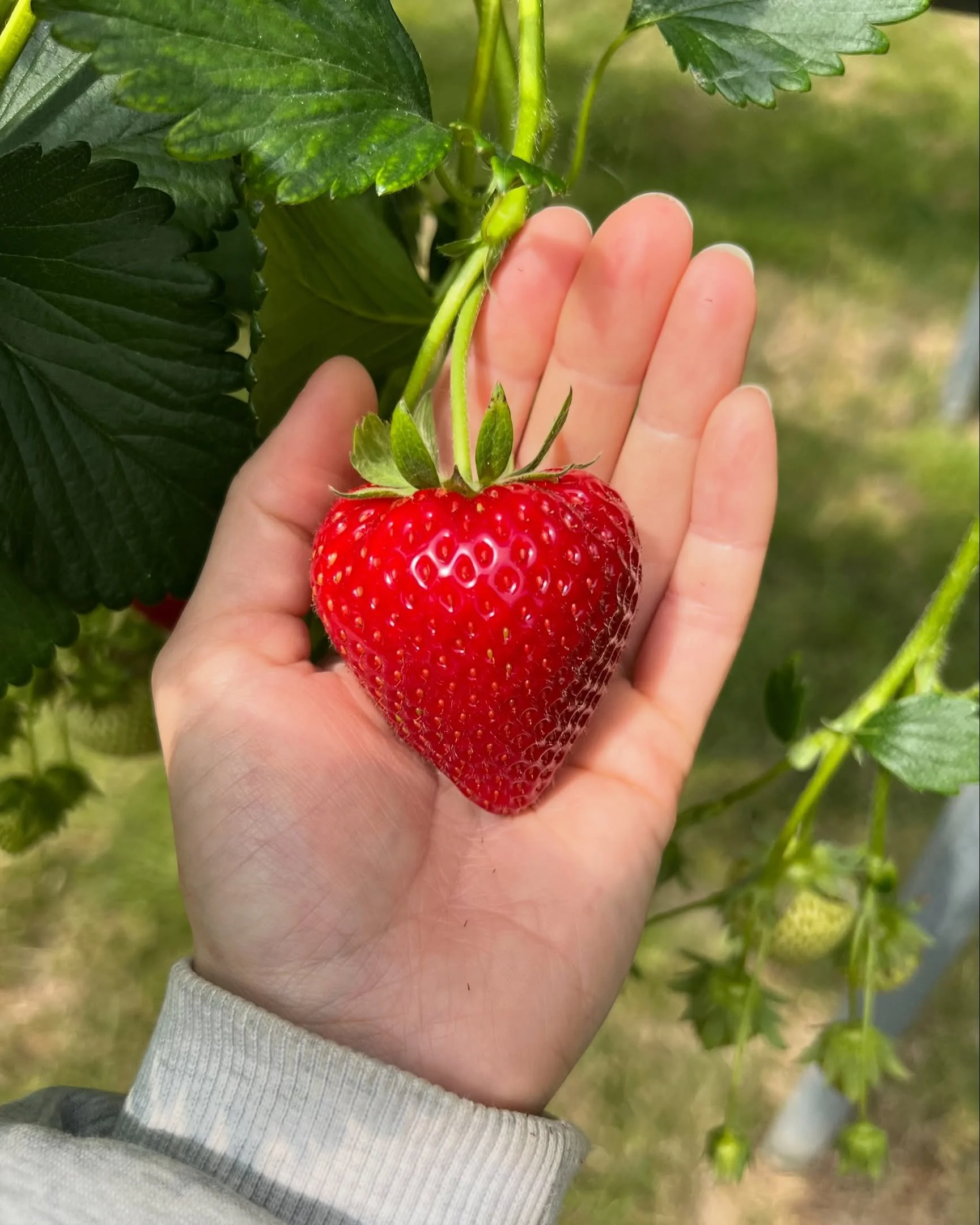 🍓 We&rsquo;re OPEN for strawberry picking tomorrow! 🍓

The first flush has arrived, bringing the biggest fruit😍If you&rsquo;re hoping to pick the largest strawberries, be quick - they won&rsquo;t last long😋 

We&rsquo;re open rain or shine from 9