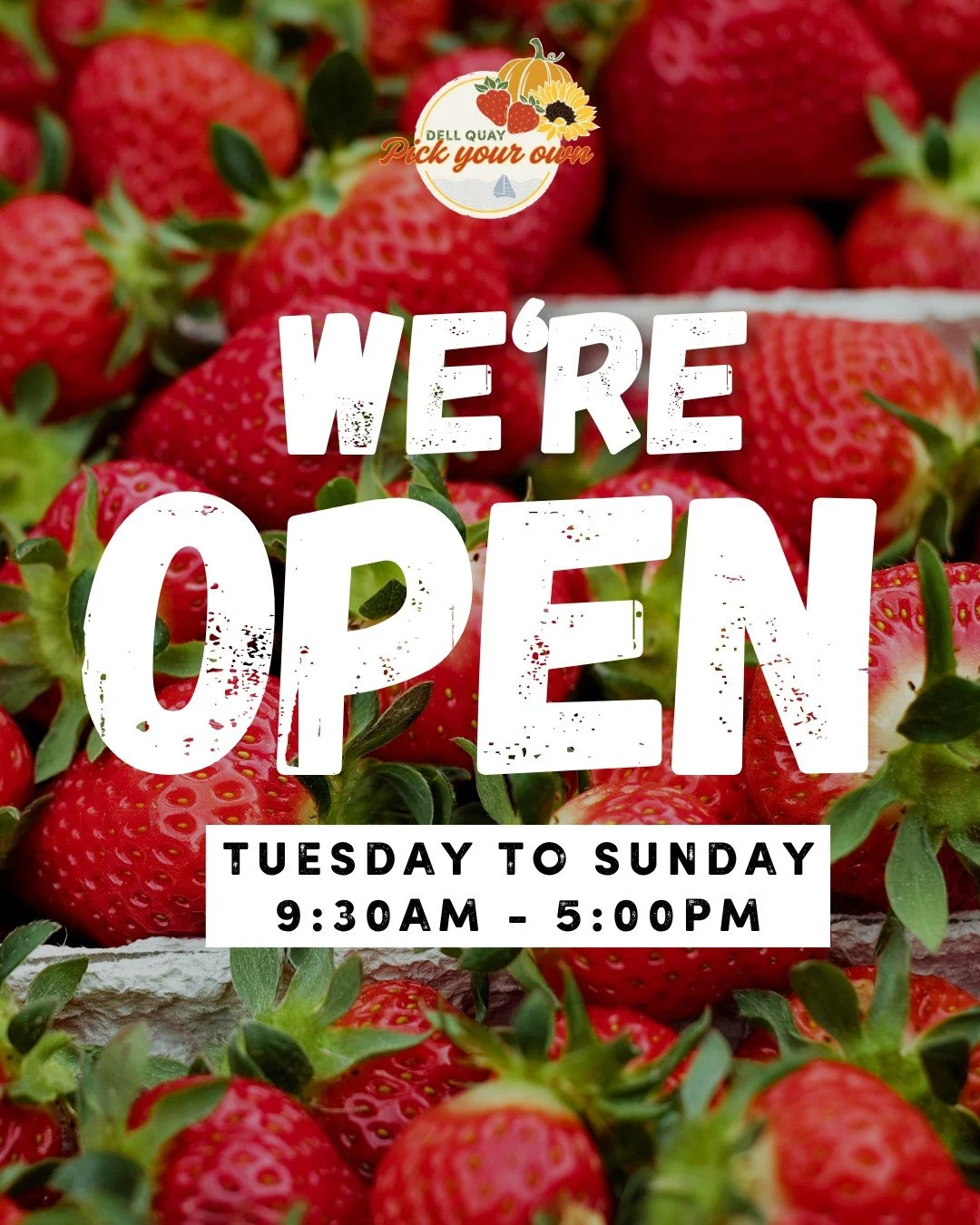 ☀️Summer Opening Hours☀️

Join us for strawberry picking Tuesday to Sunday, 9:30am - 5:00pm and fill your punnets with the freshest and juiciest berries🍓 FREE entry, no booking required - just pay for what you pick!

Don't forget, we're always close